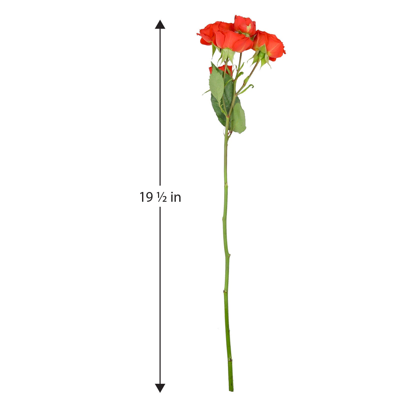 50-stem Spray Roses