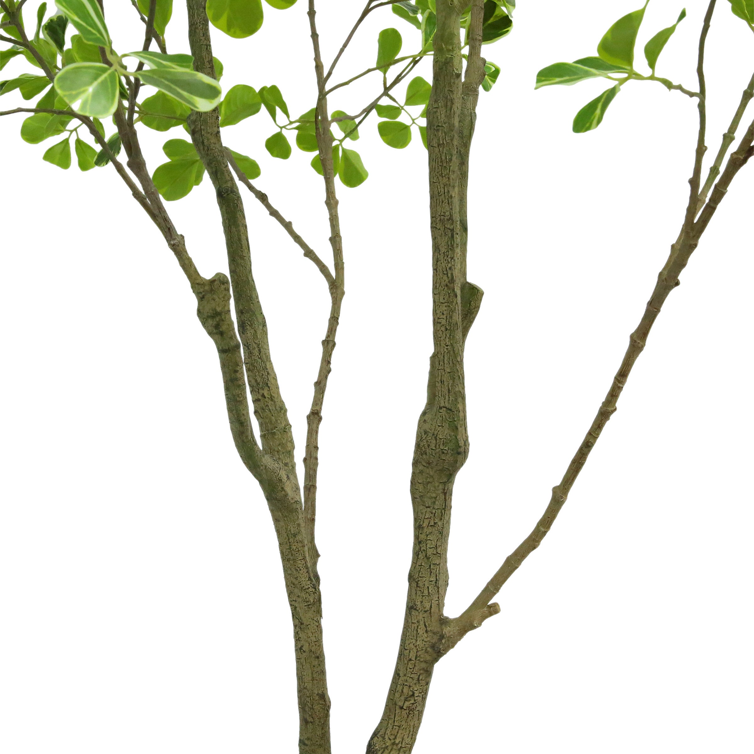Faux 6.5' Ficus Tree