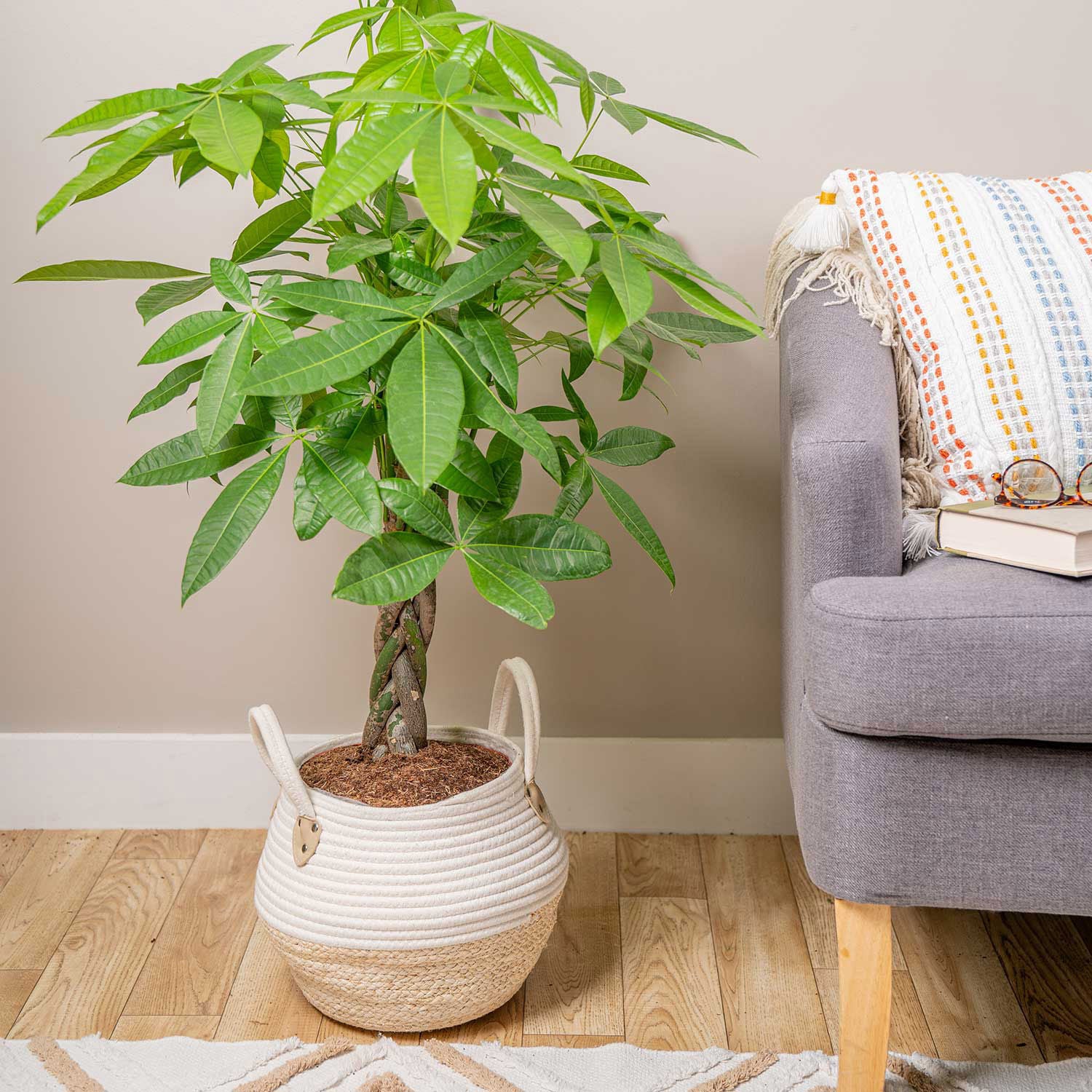 Costa Farms Money Tree, Houseplant in Decor Basket
