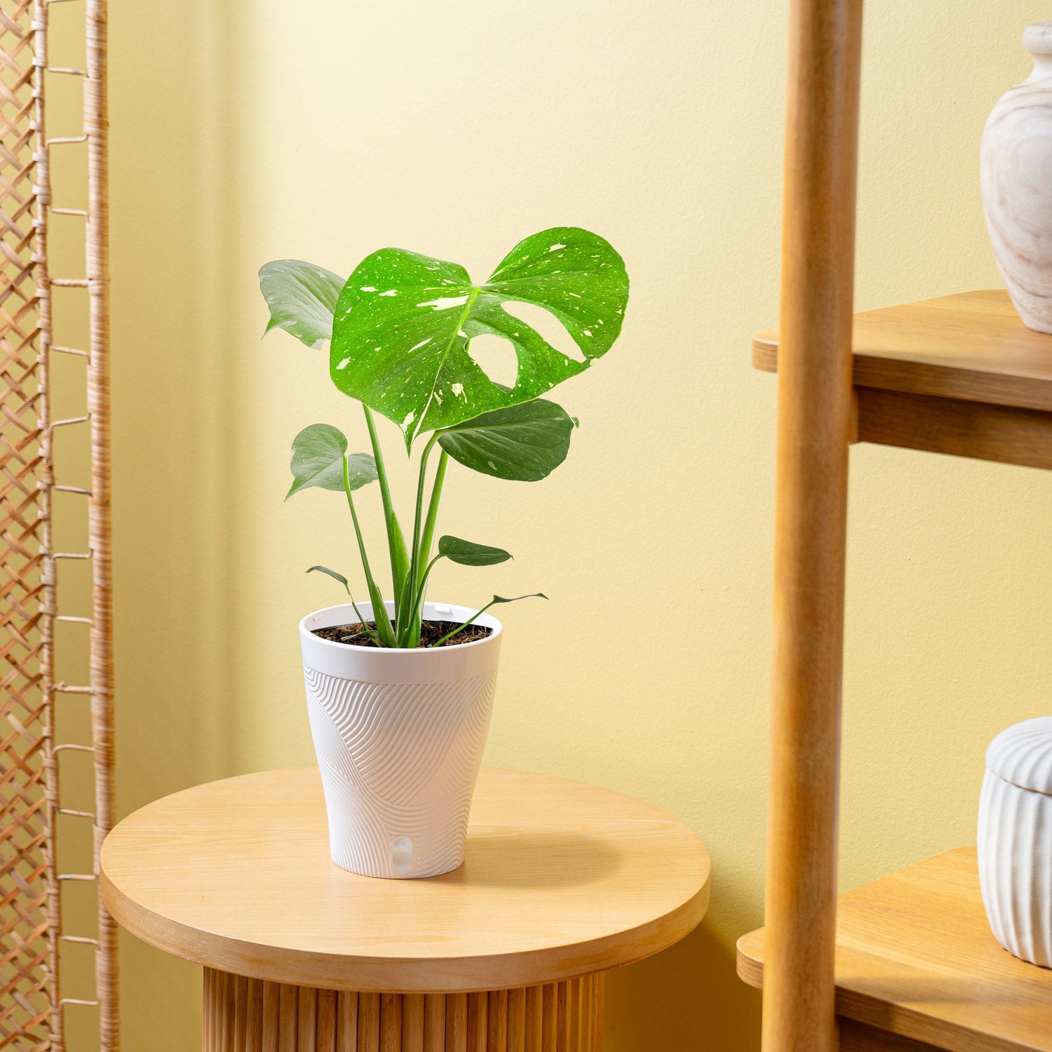 Costa Farms Monstera in Self-watering Pot