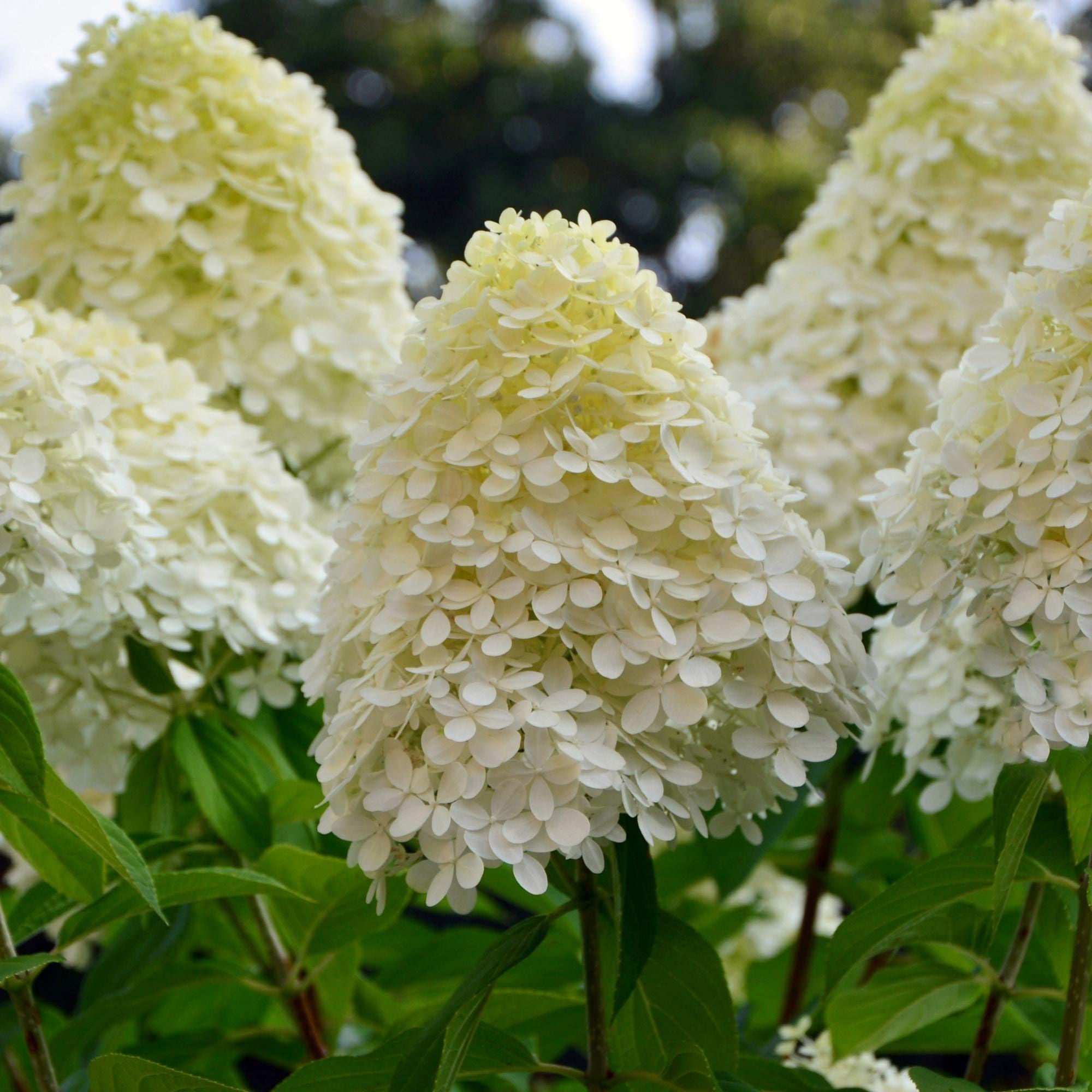 Longfield Gardens Tree Form Shrubs, 2-pack