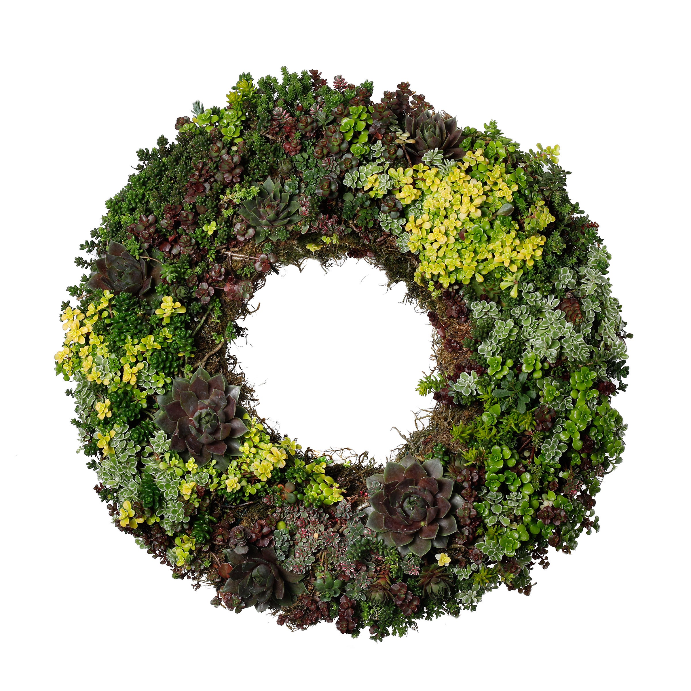 Living Succulent Wreath