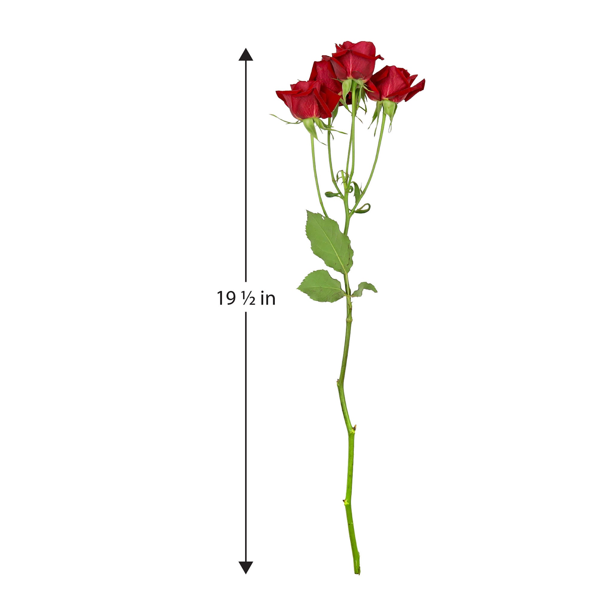 50-stem Spray Roses