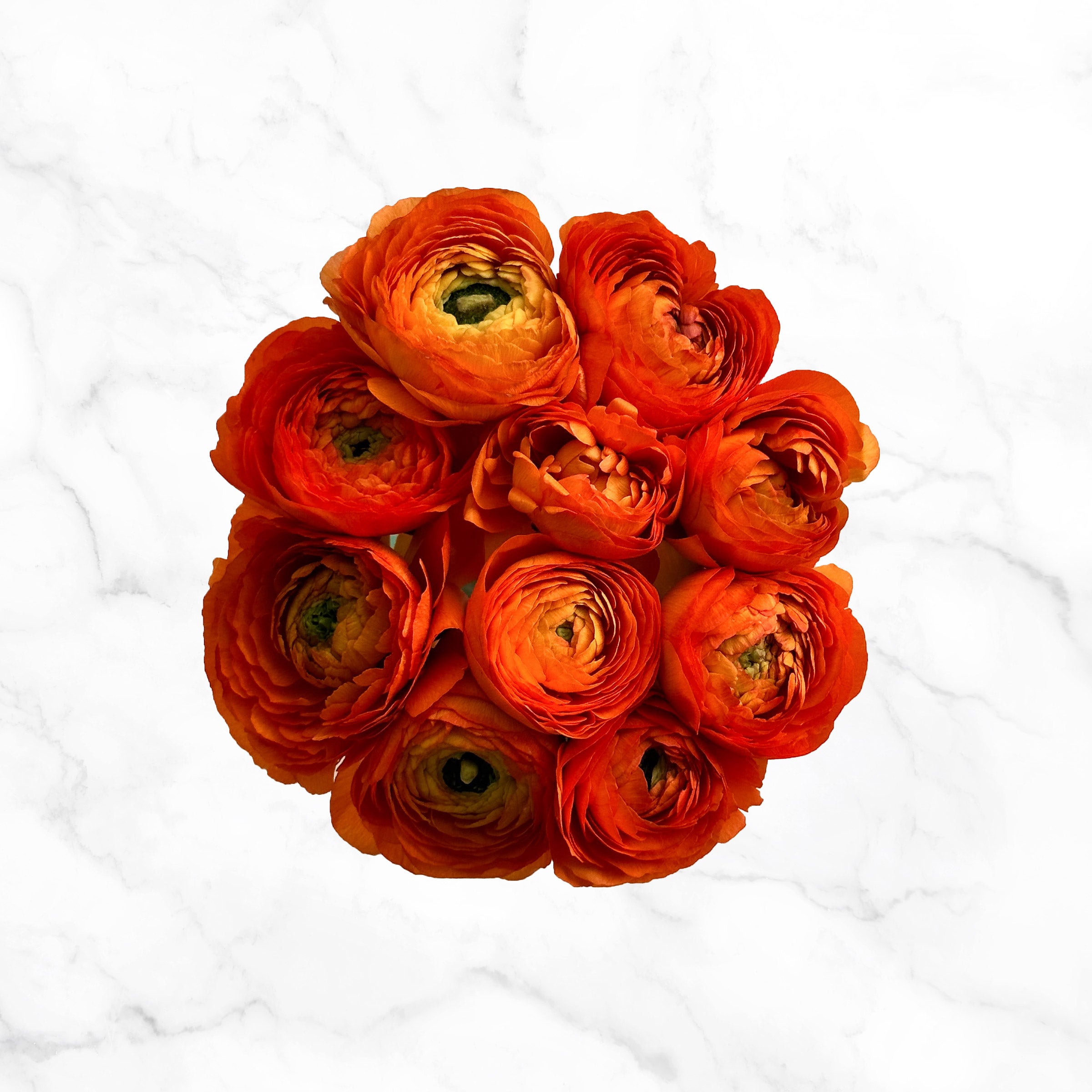 120-stem Ranunculus