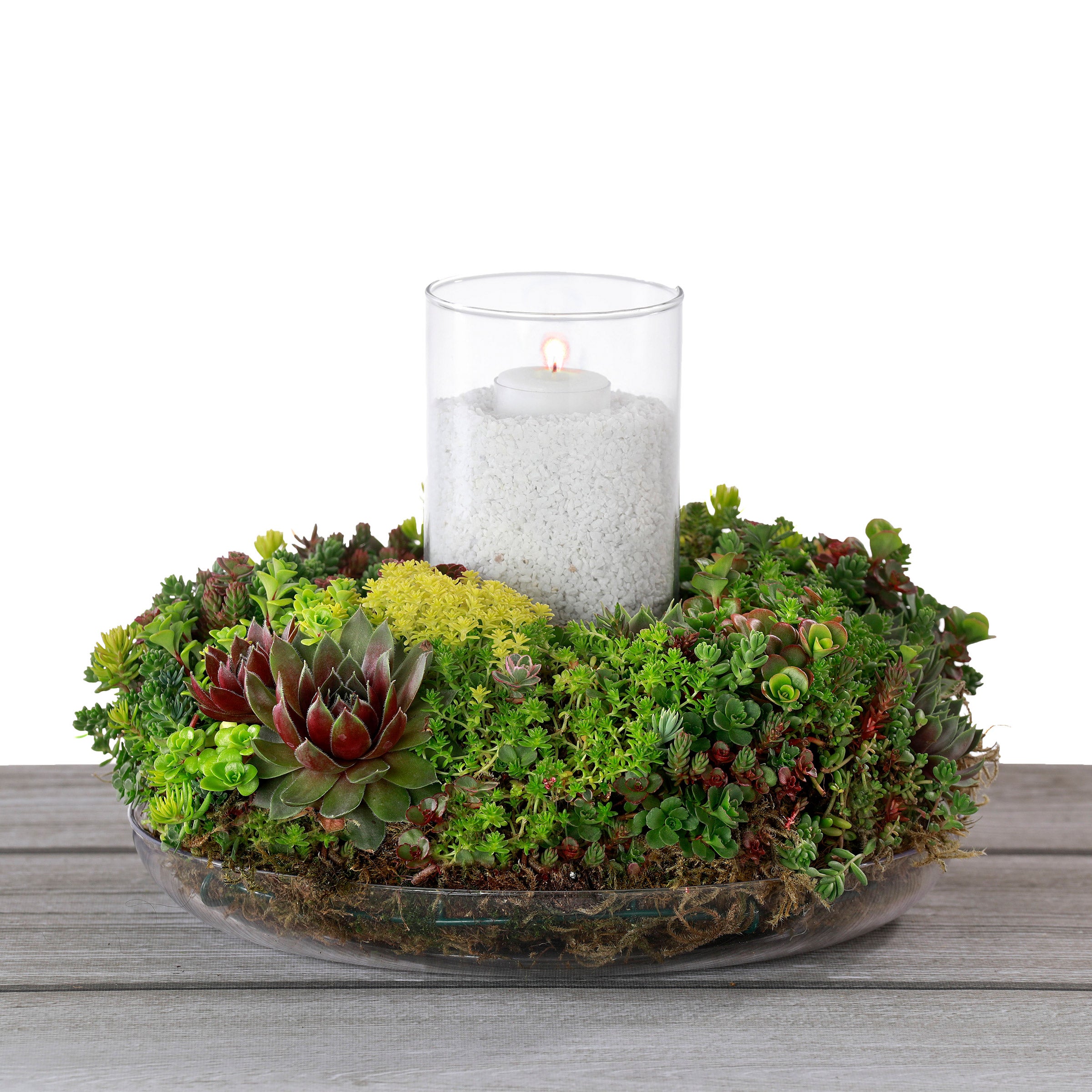 Living Succulent Wreath