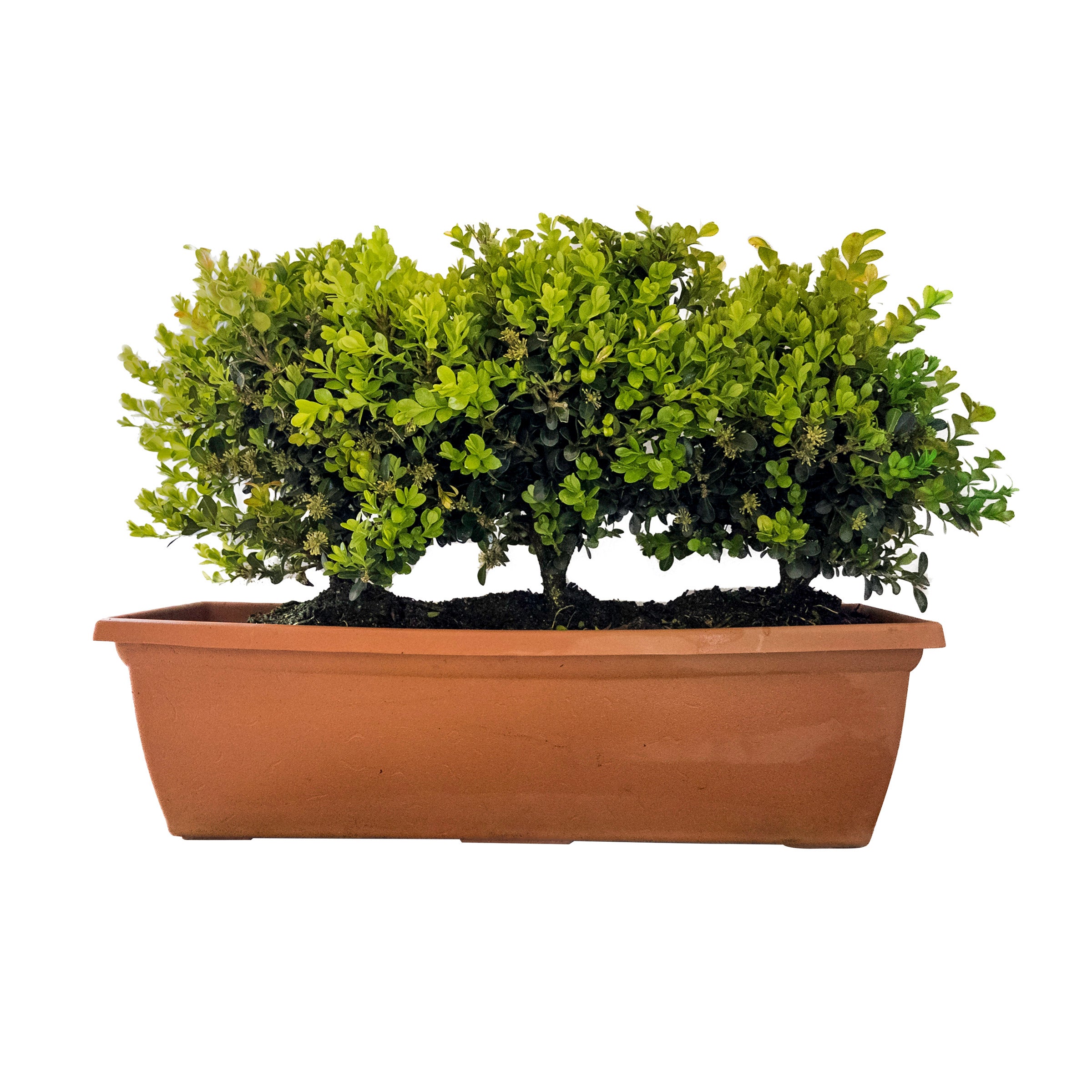Alder & Oak Boxwood Patio Planter
