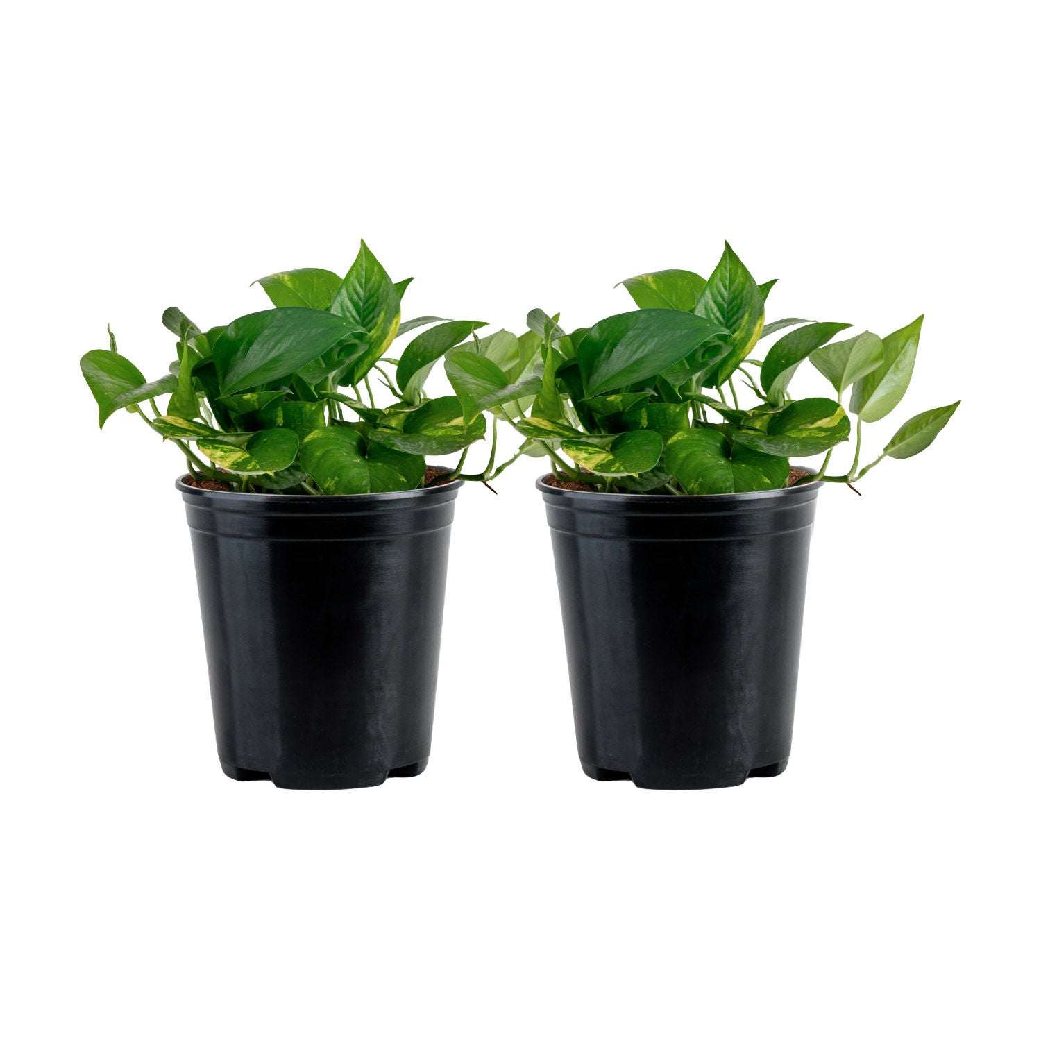 Costa Farms Golden Pothos, Devil's Ivy, Houseplant in Nursery Pot, 2-pack
