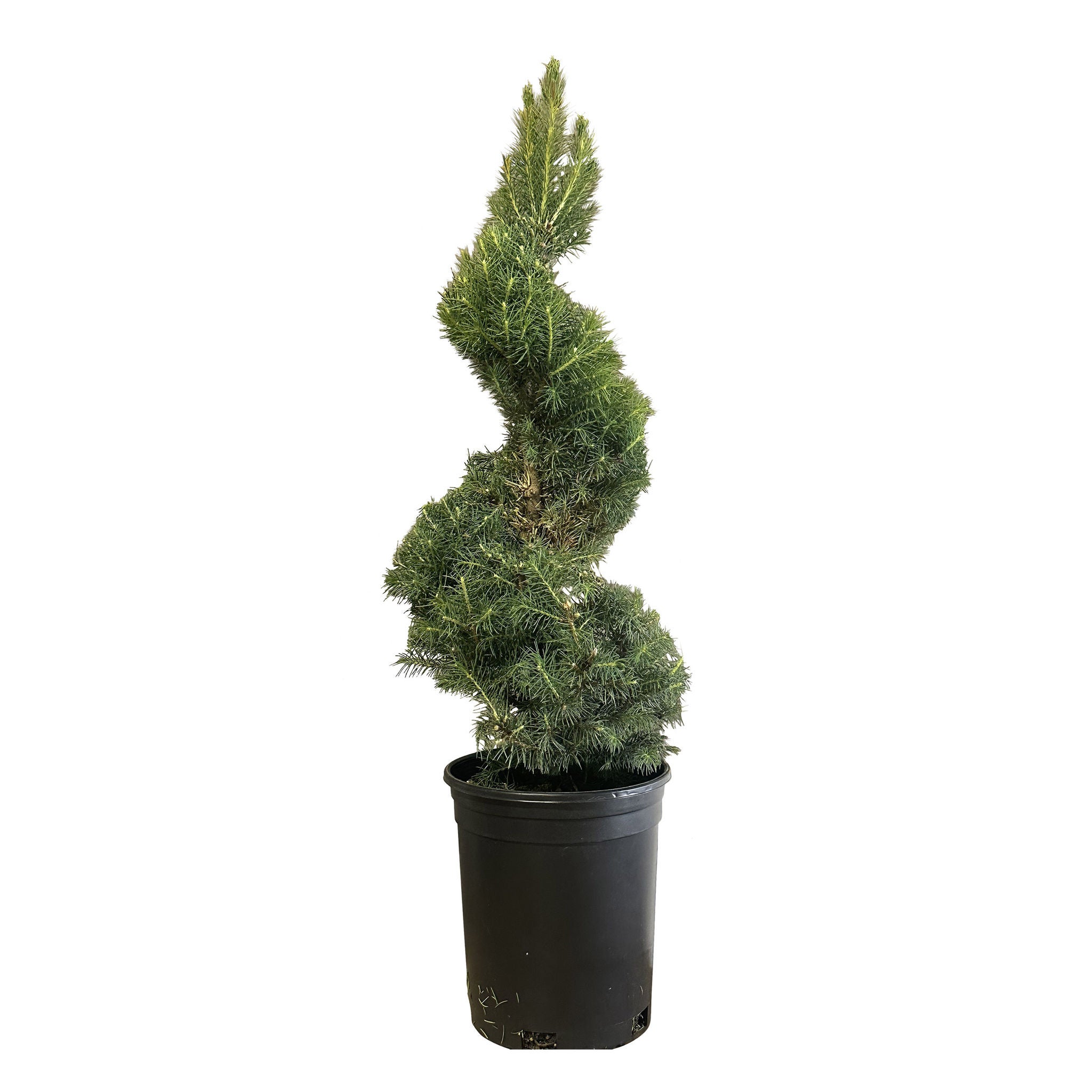 Spiral Dwarf Alberta Spruce, 3-pack