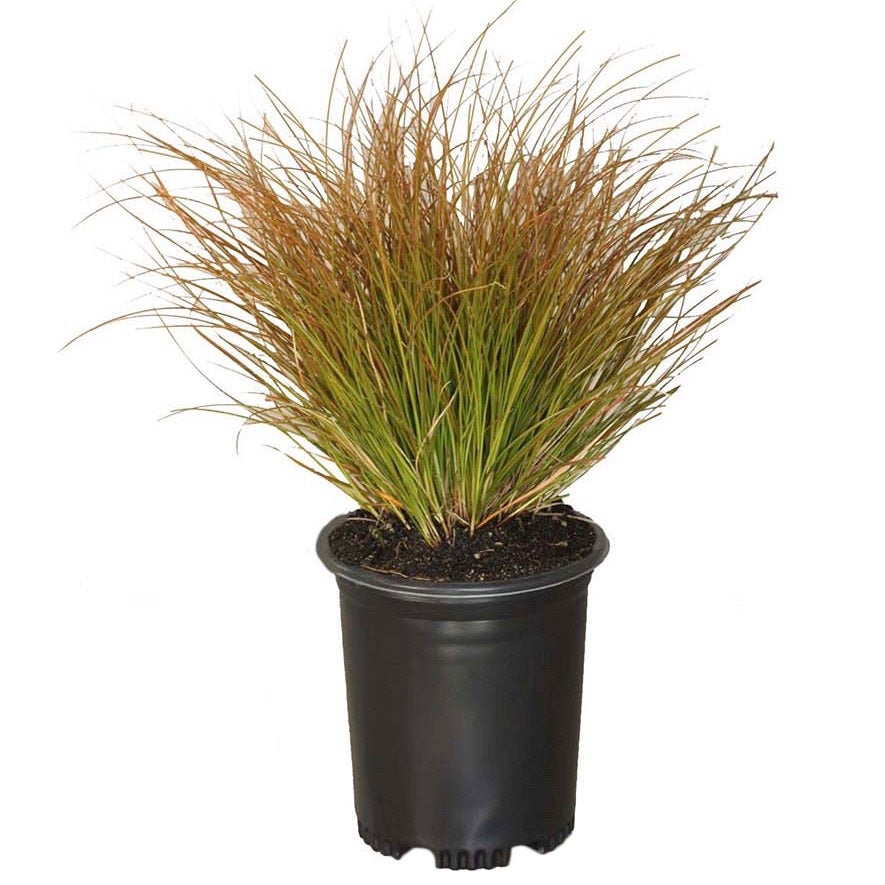 Alder & Oak Carex Testacea 2.7L, 4-pack