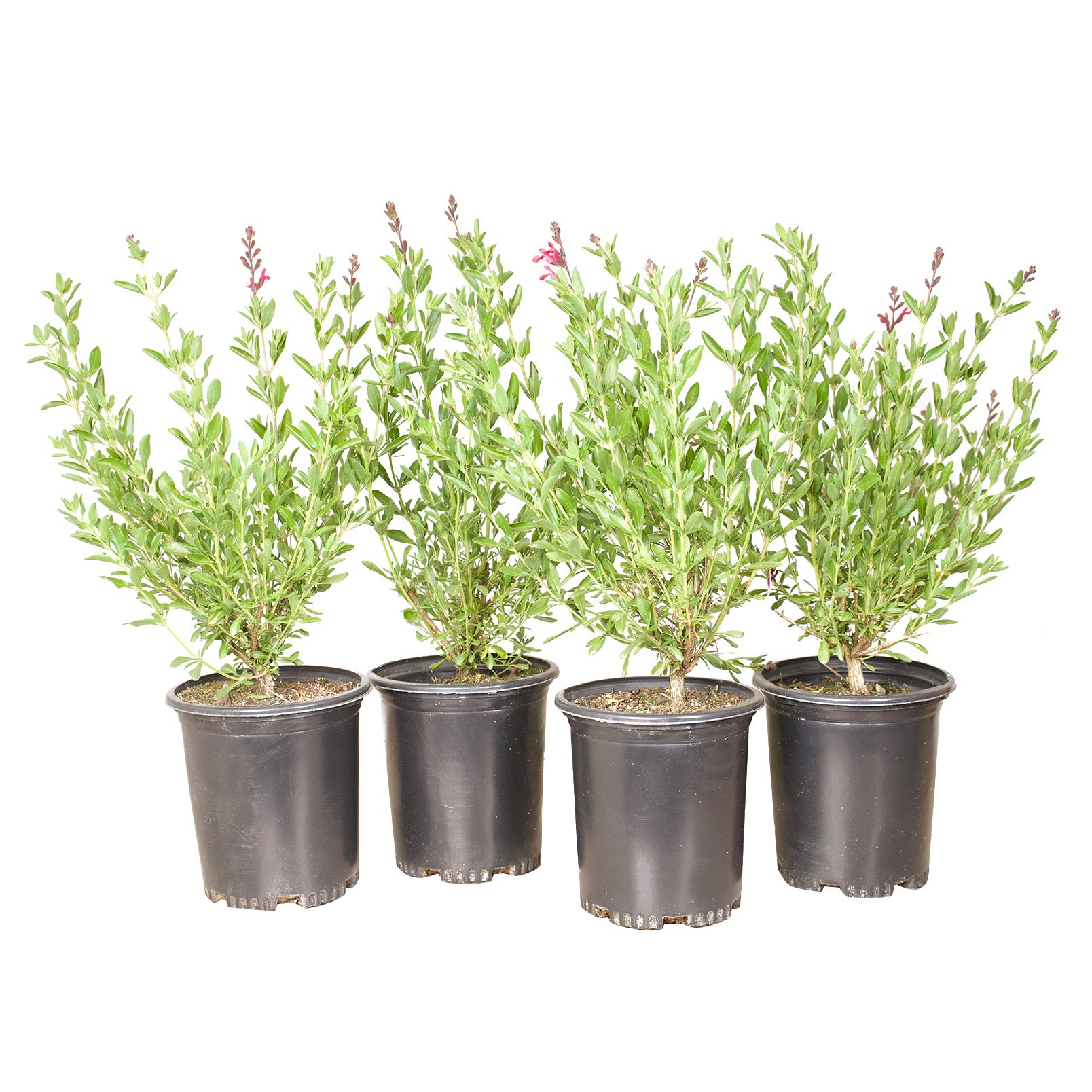 Alder & Oak Salvia Greggi Pink 4-pack