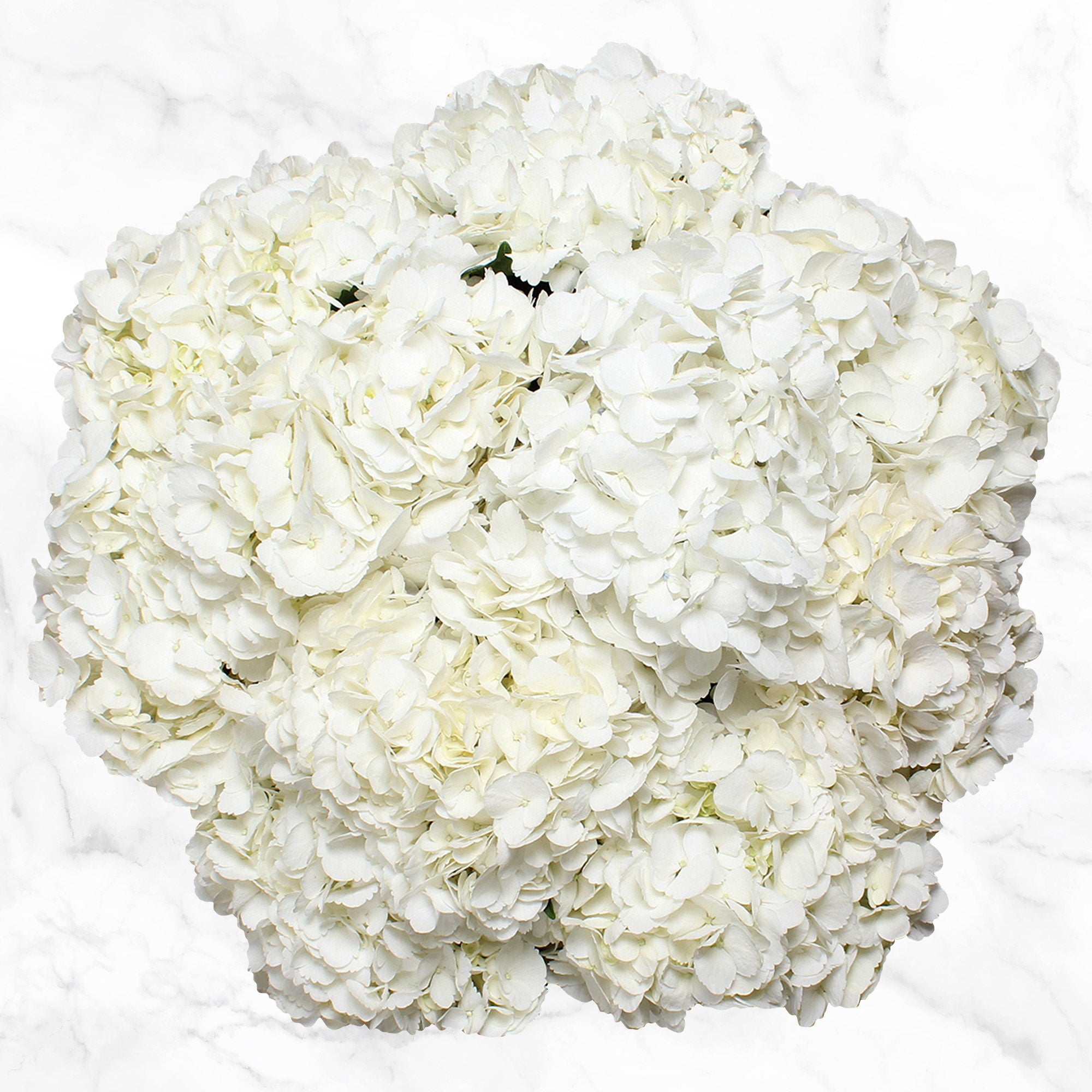 24-stem Hydrangeas