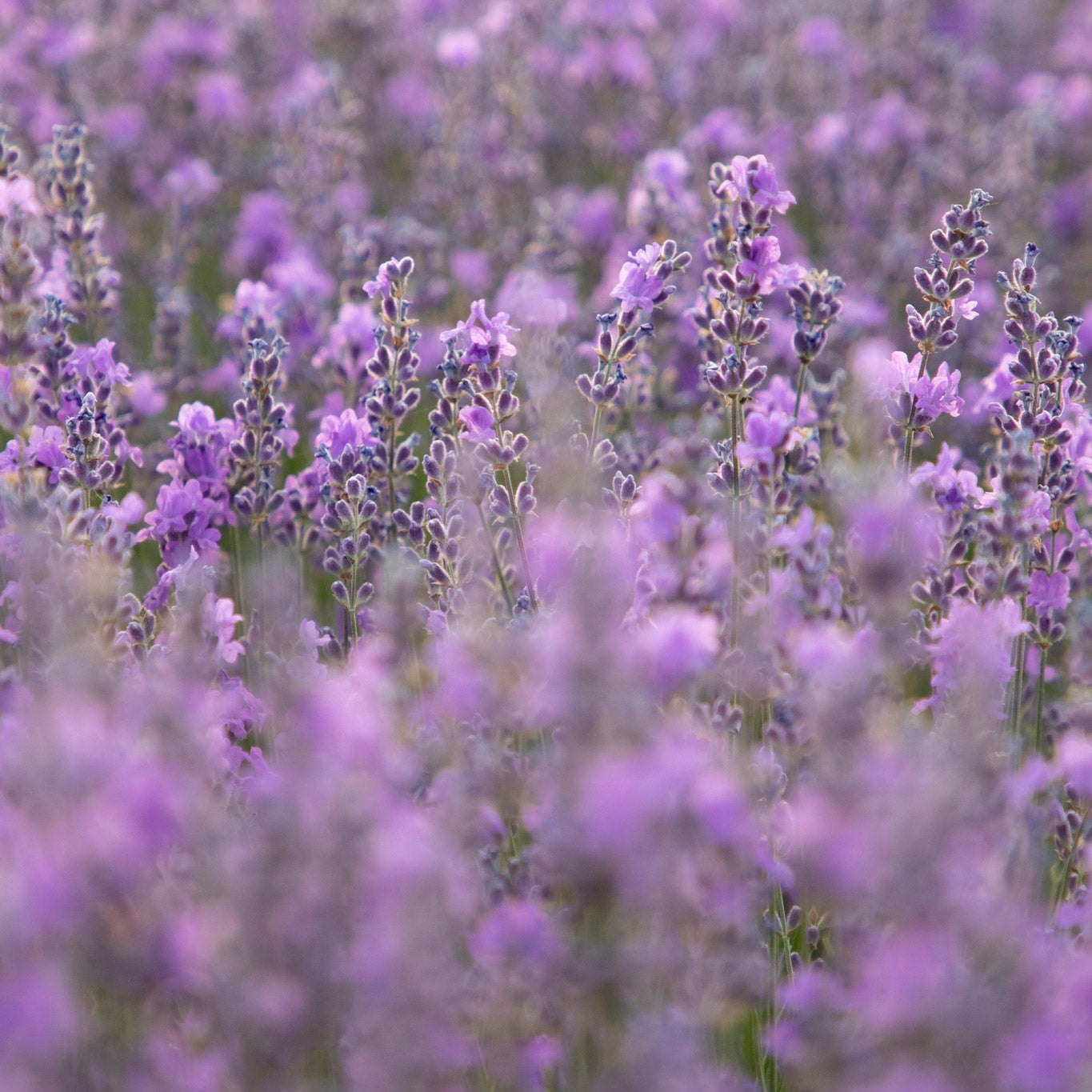 Alder & Oak Lavender, 4-pack