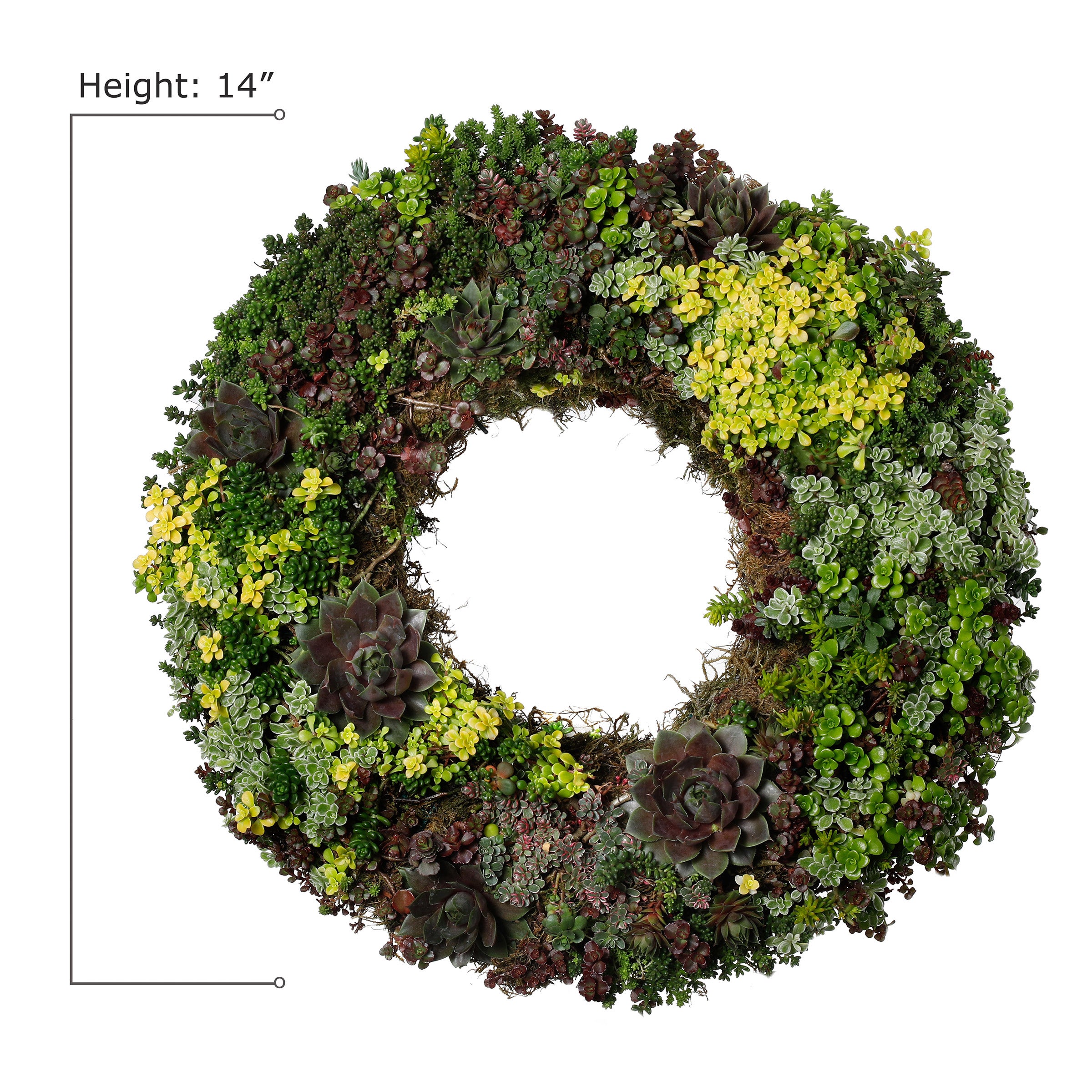 Living Succulent Wreath