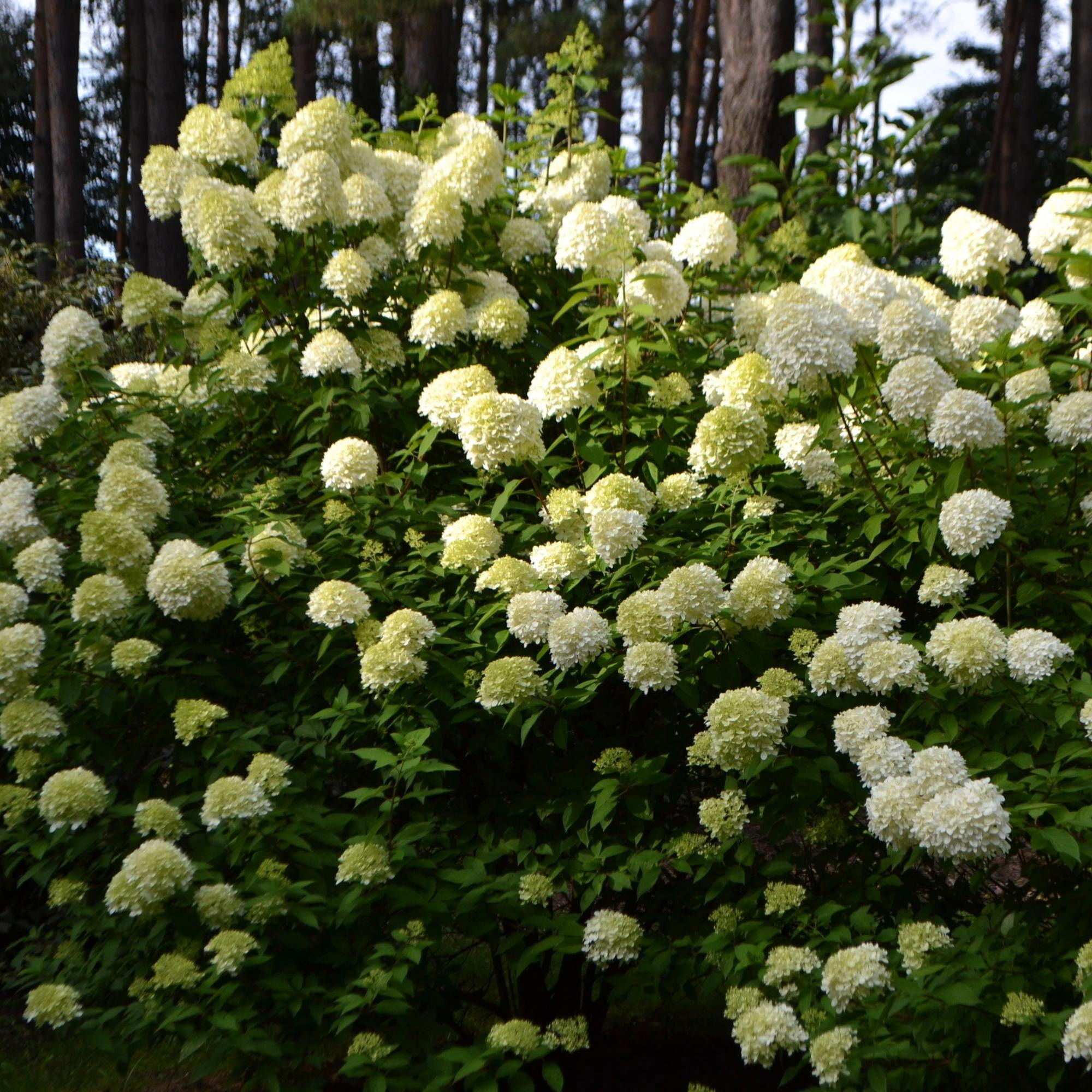 Longfield Gardens Tree Form Shrubs, 2-pack