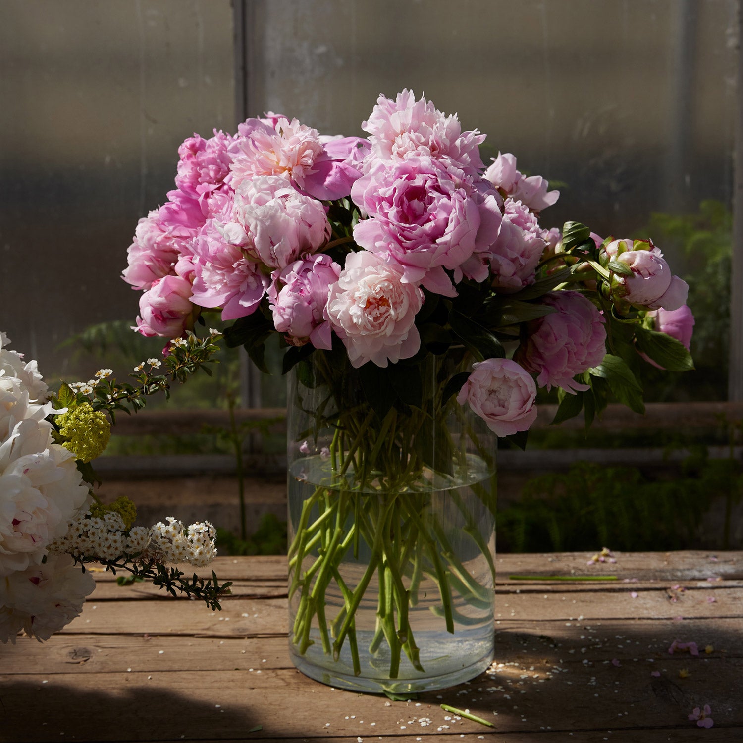 Pink Peonies Fresh Cut Floral Bouquet, 50-stems