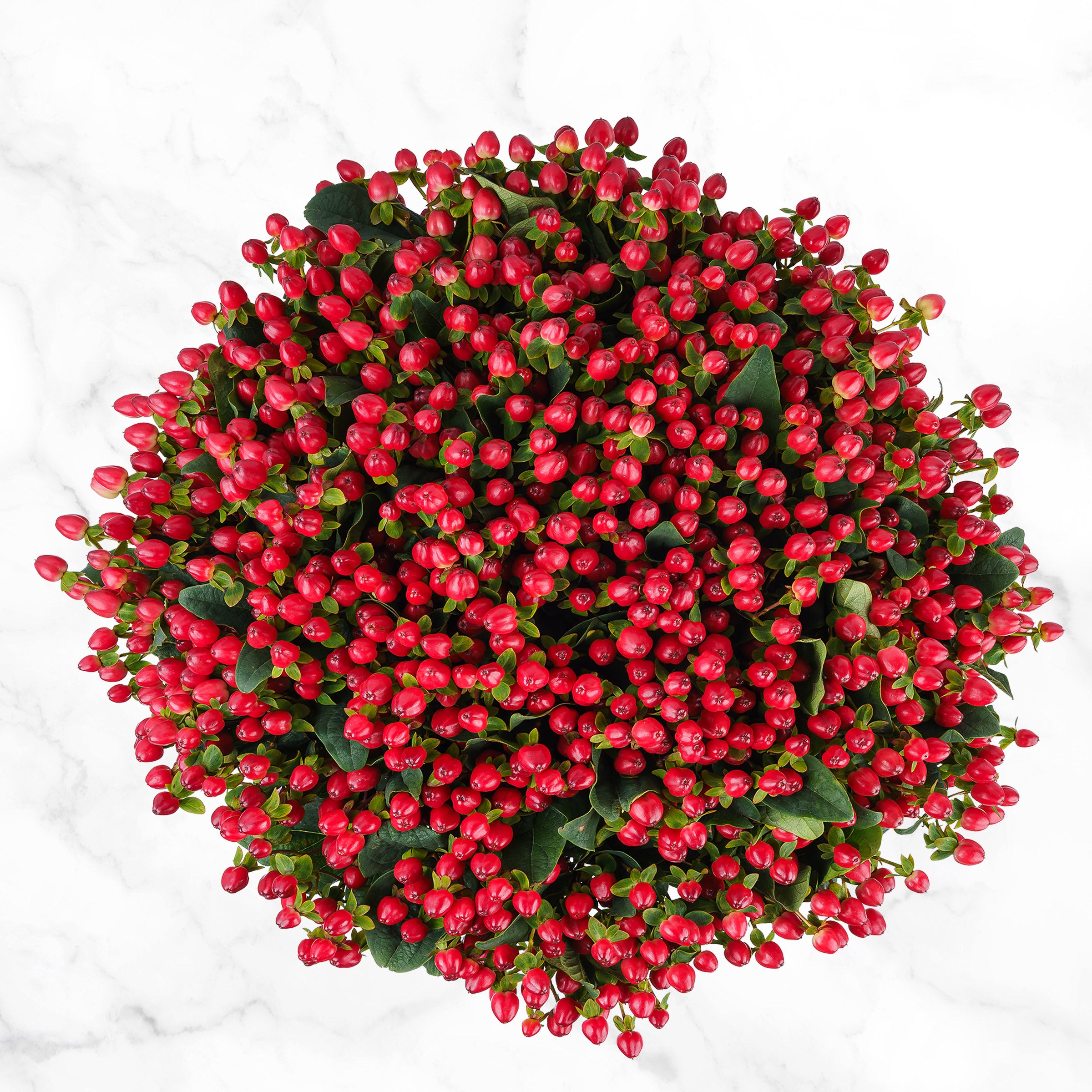 100-stems Hypericum
