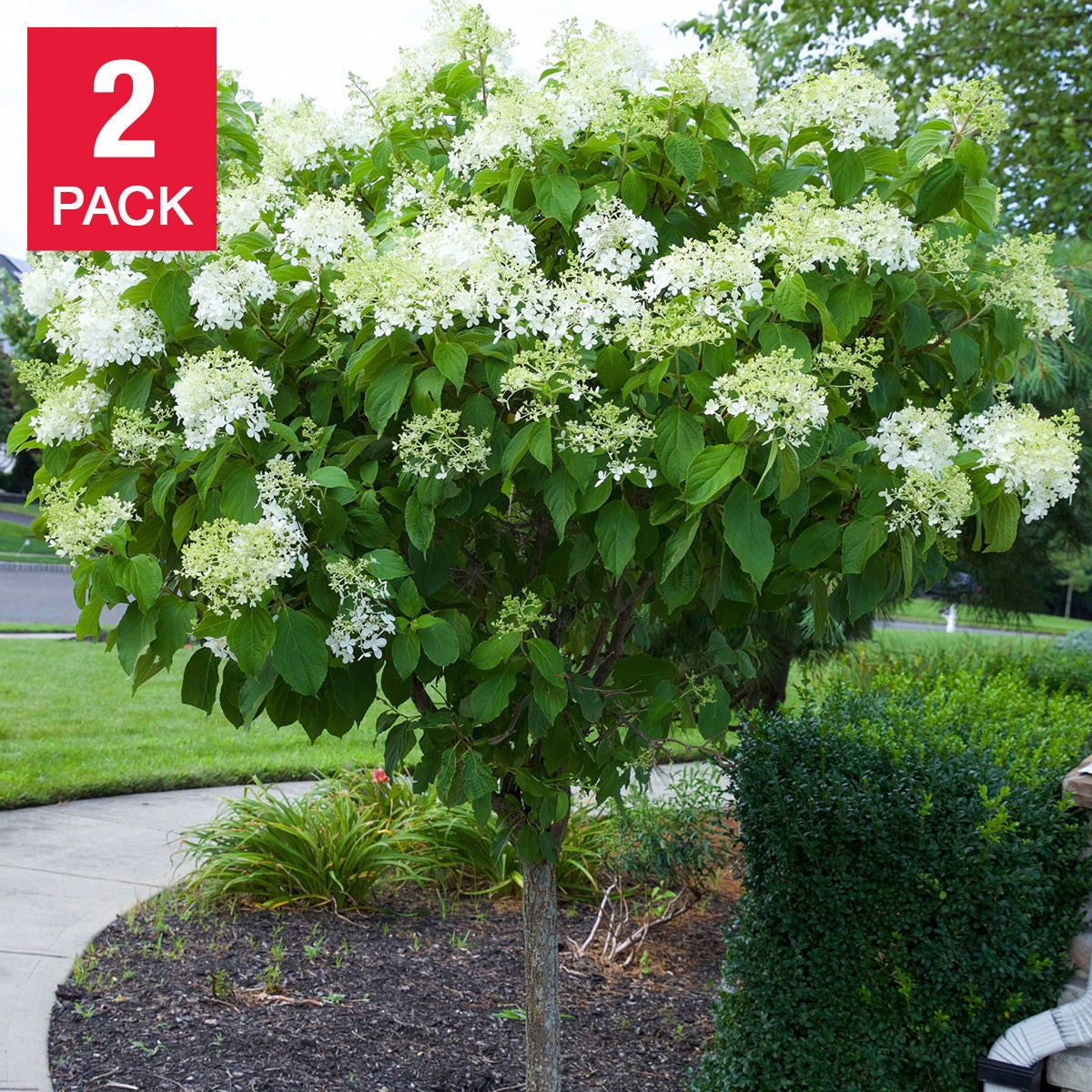 Longfield Gardens Tree Form Shrubs, 2-pack