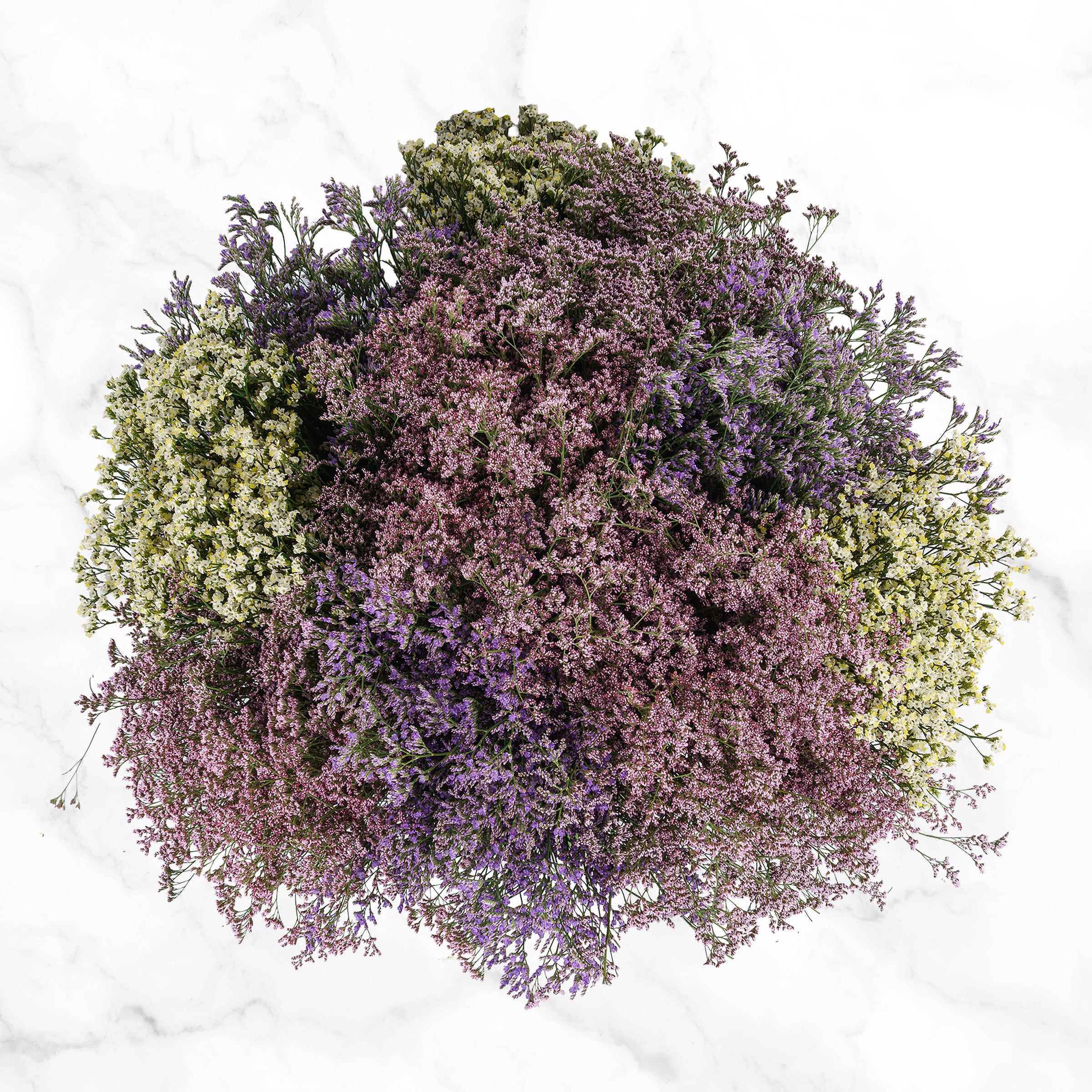 100-Stems Limonium