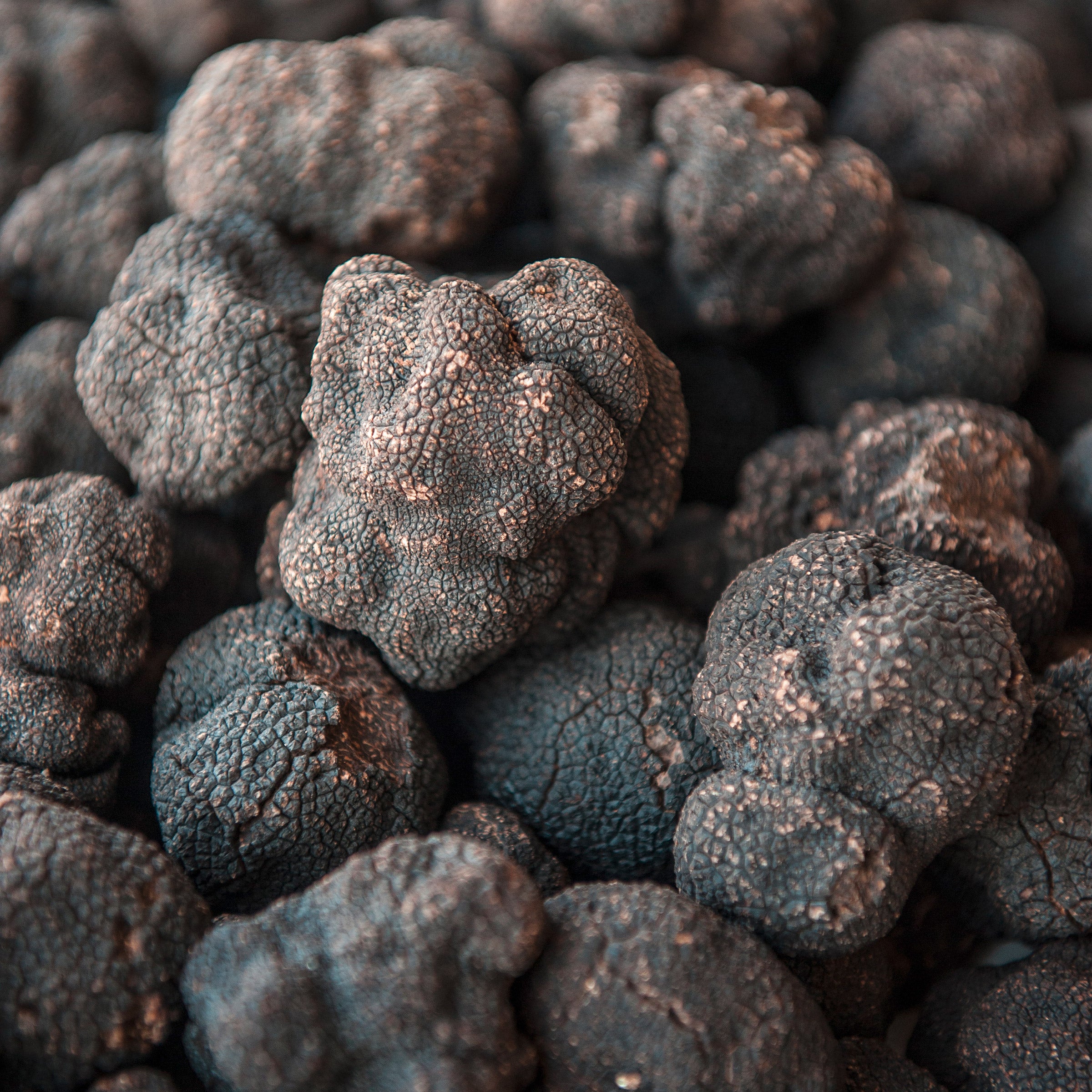 Australian Fresh Black Winter Truffles 3.5 oz.
