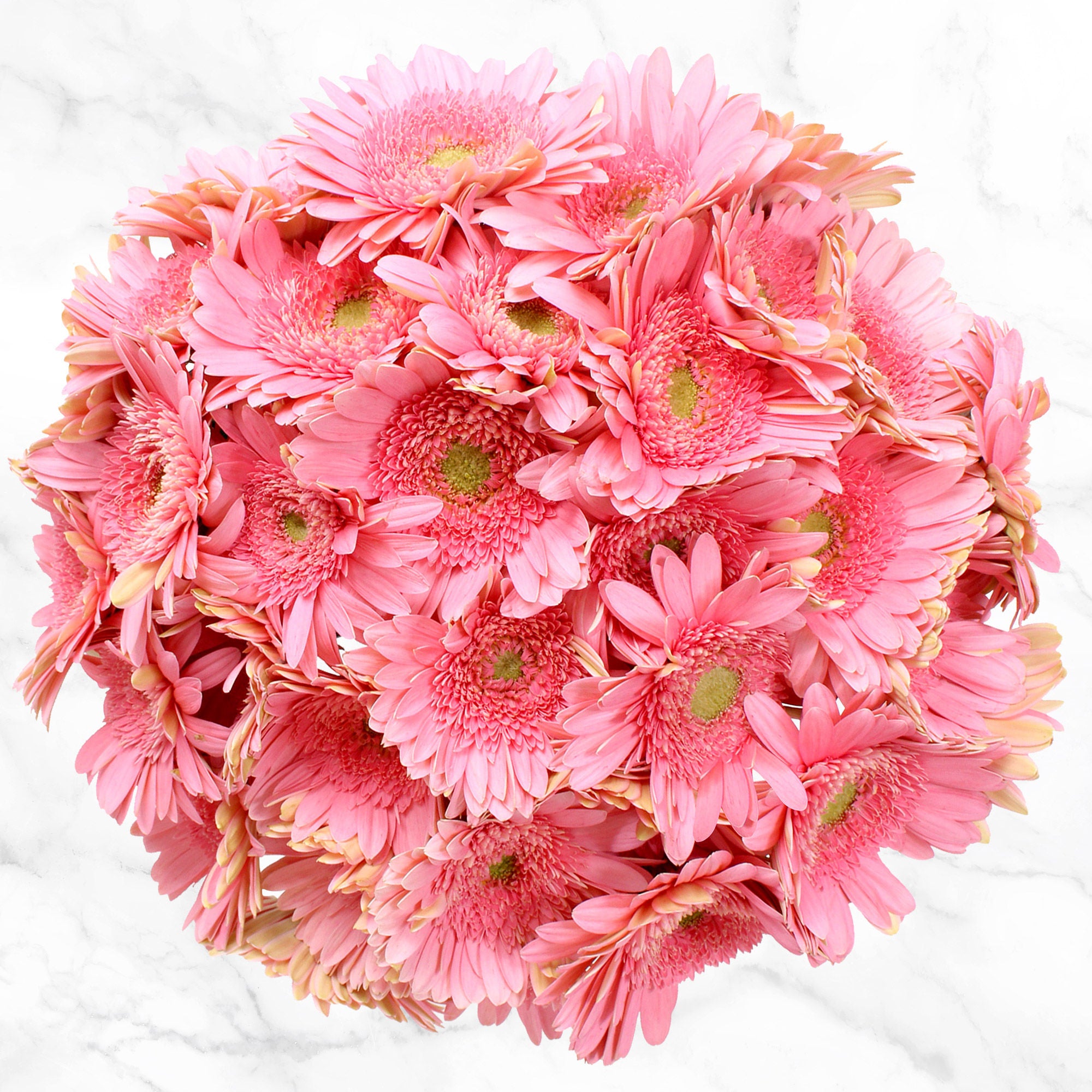 60-stem Gerberas
