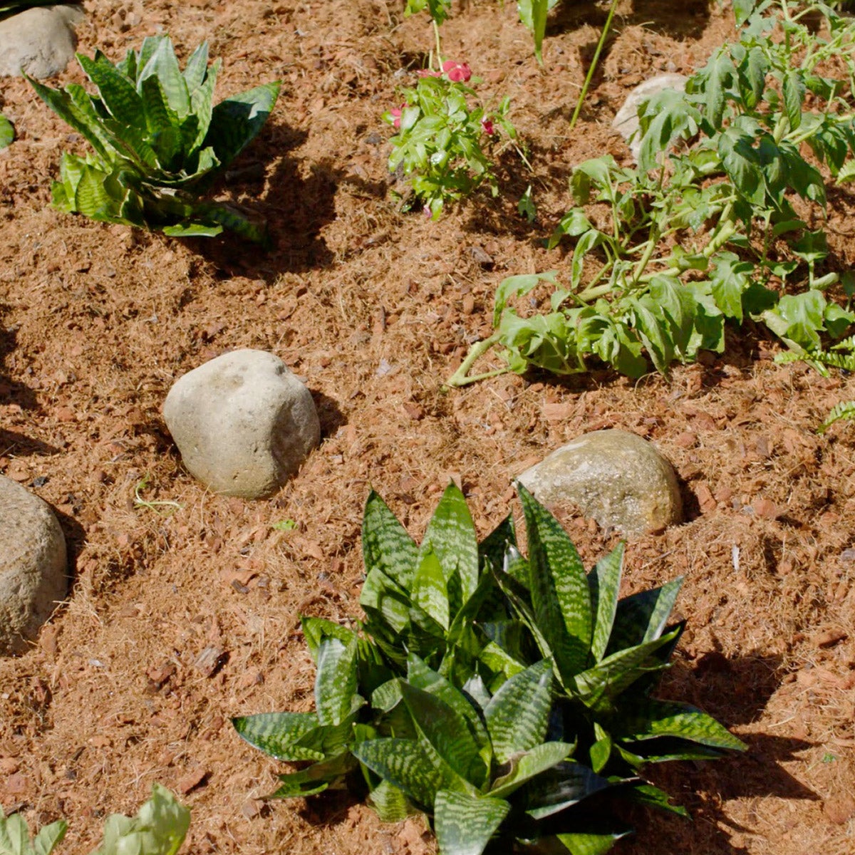 Coco Mulch Expanding Coconut Coir