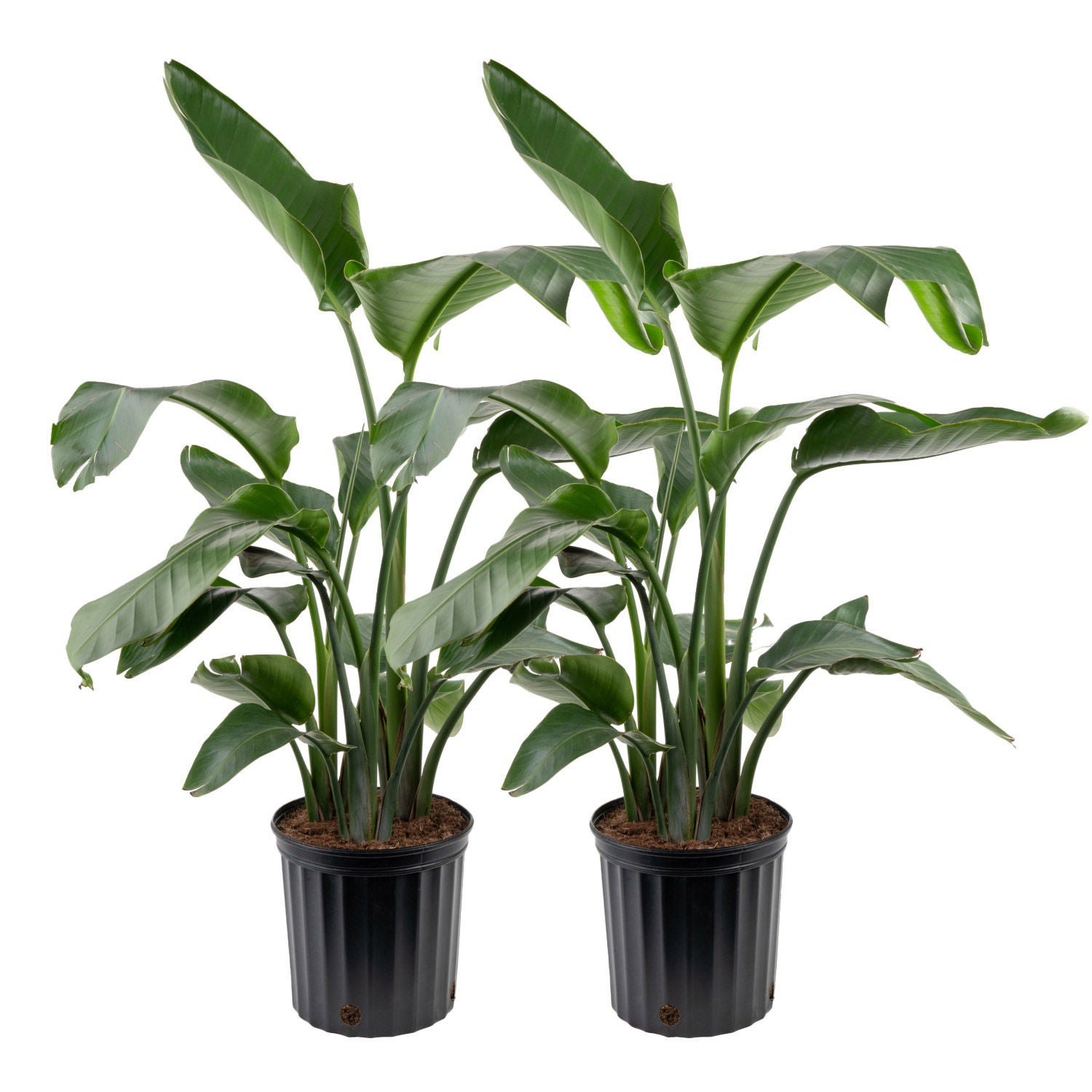 Costa Farms White Bird of Paradise Houseplant in Nursery Pot, 2-pack