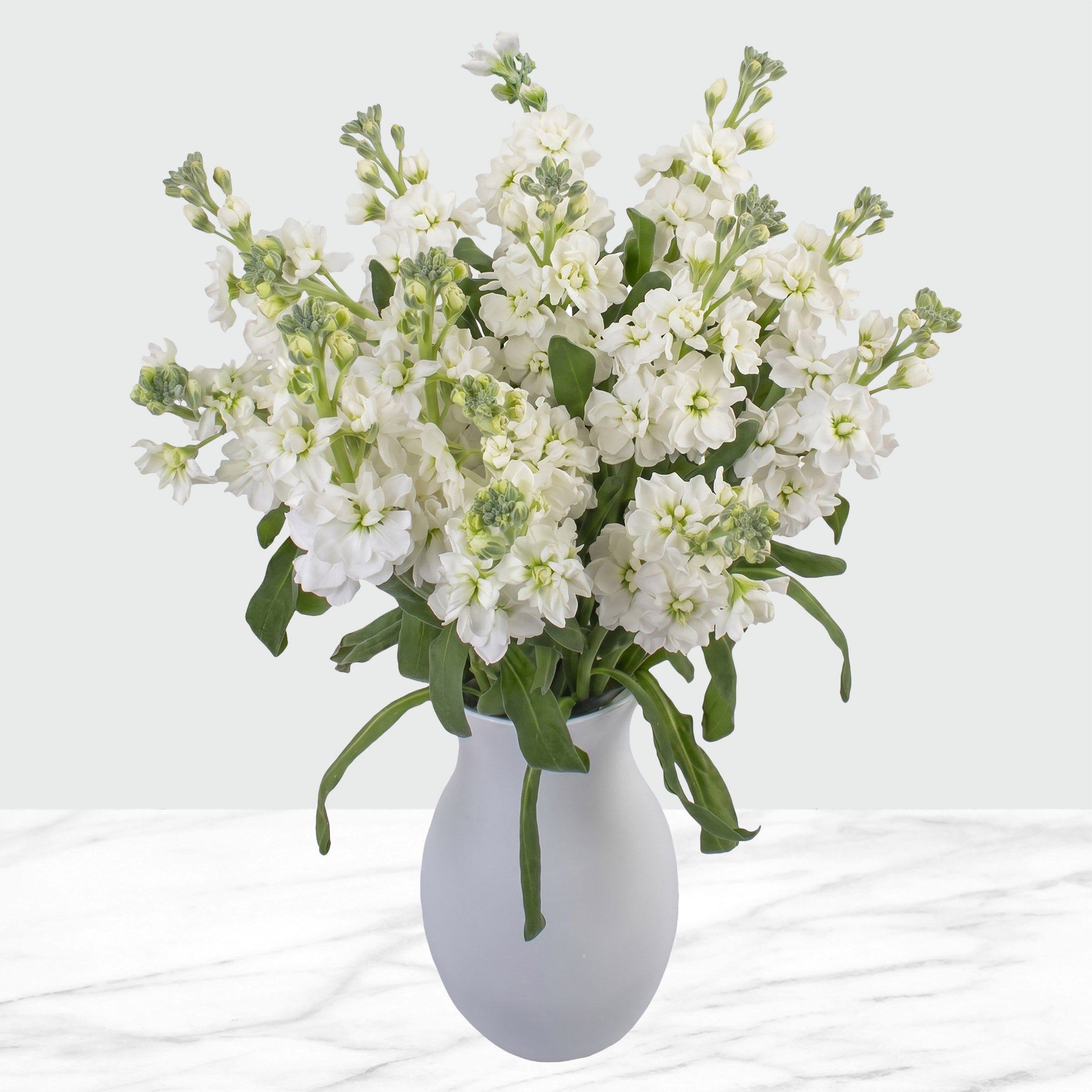 Bulk Flowers Stock, 100-Stems
