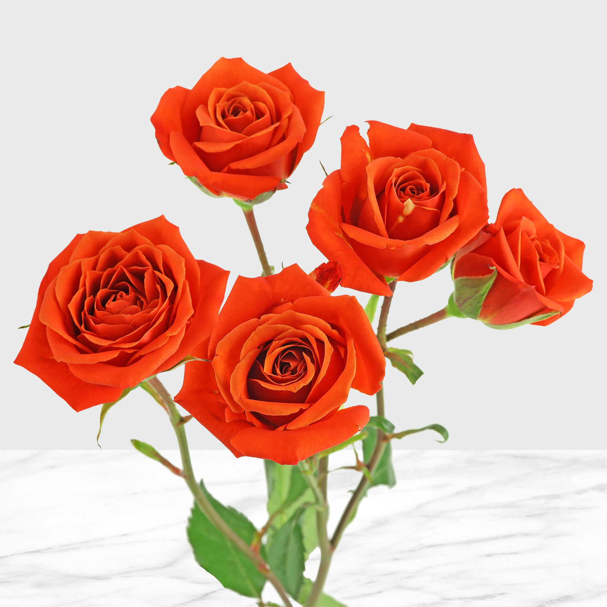 50-stem Spray Roses