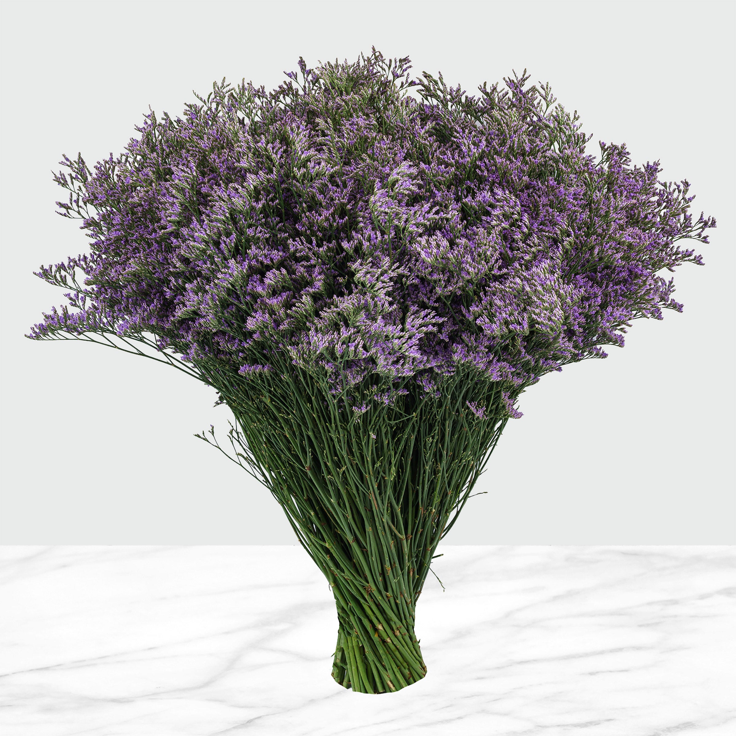100-Stems Limonium