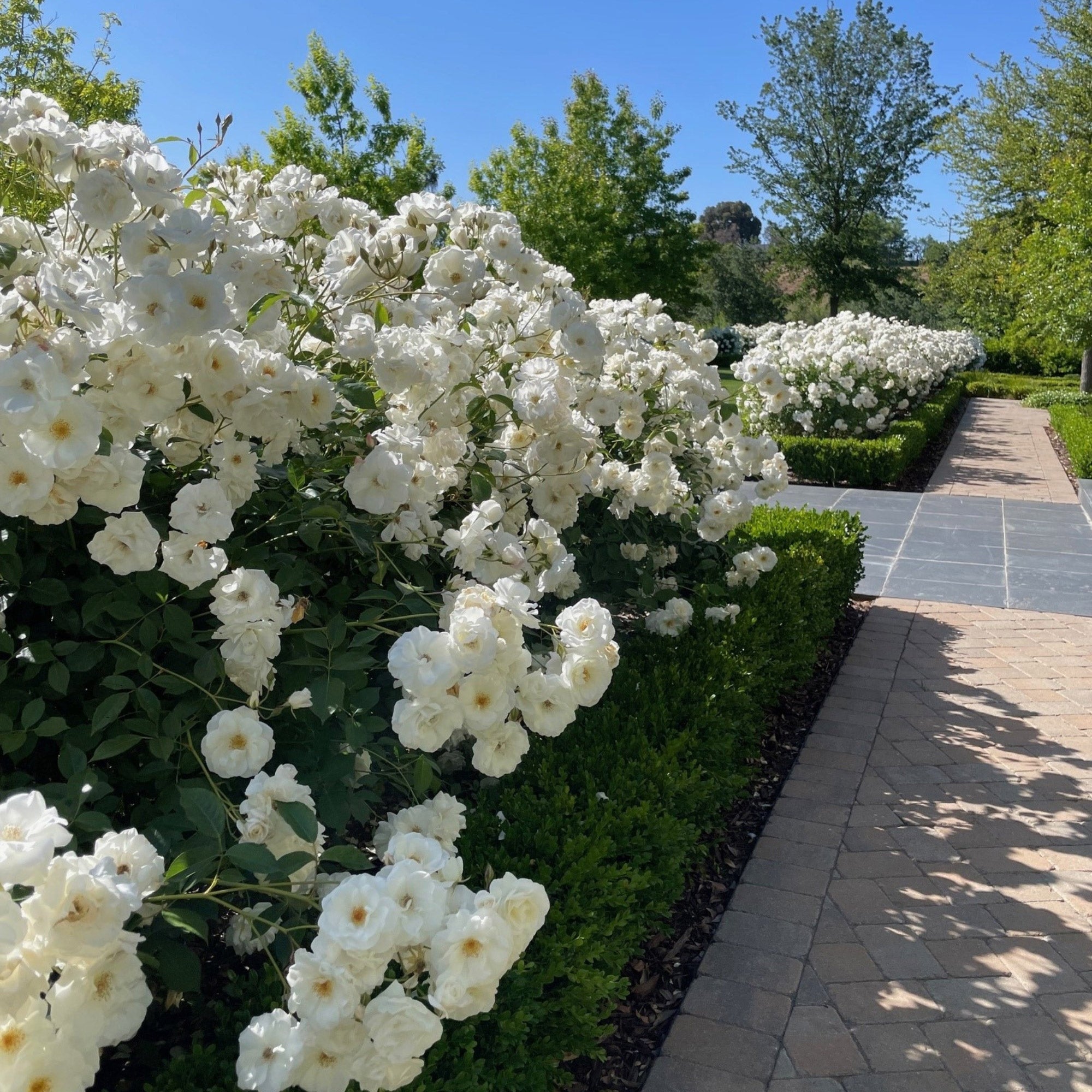 Alder & Oak White Iceberg Rose