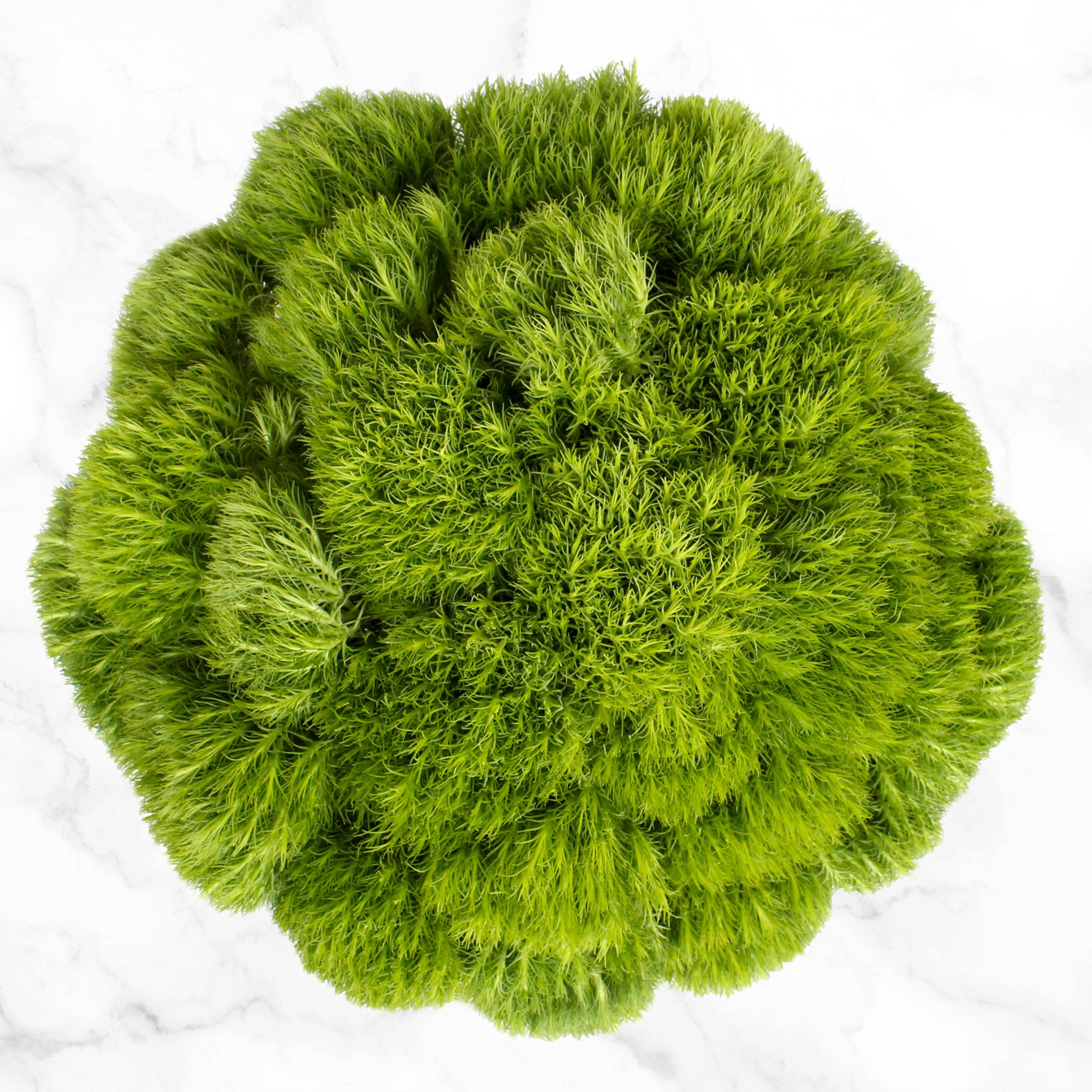 100-stem Assorted Green Fillers