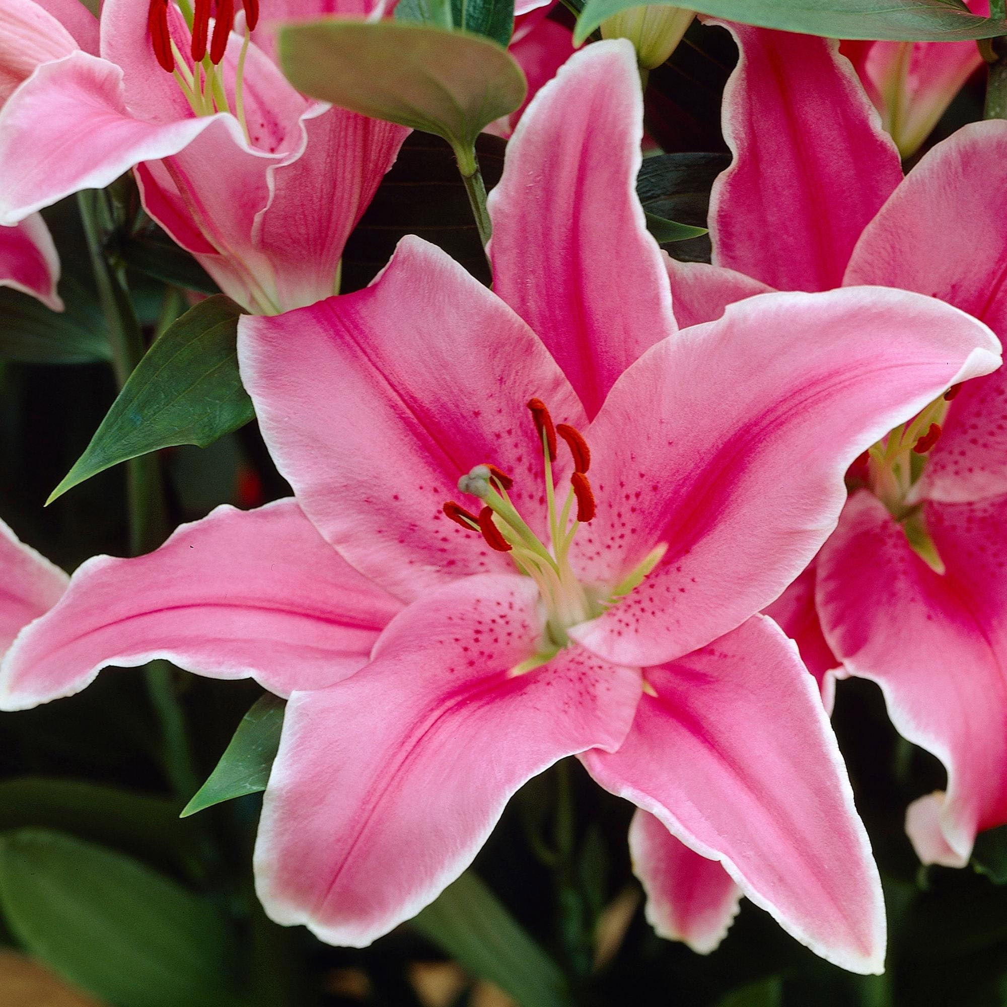 Longfield Gardens Lily Collections, 35-count