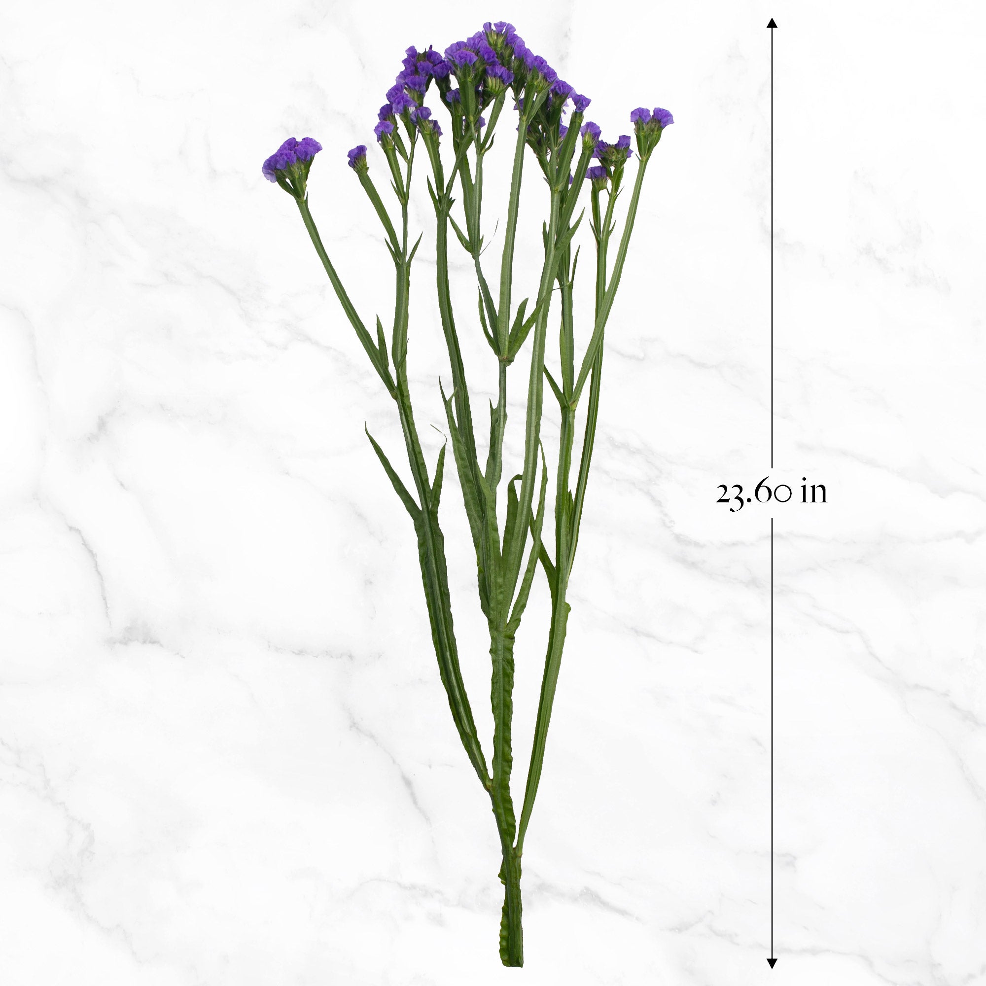 120-stem Purple Statice