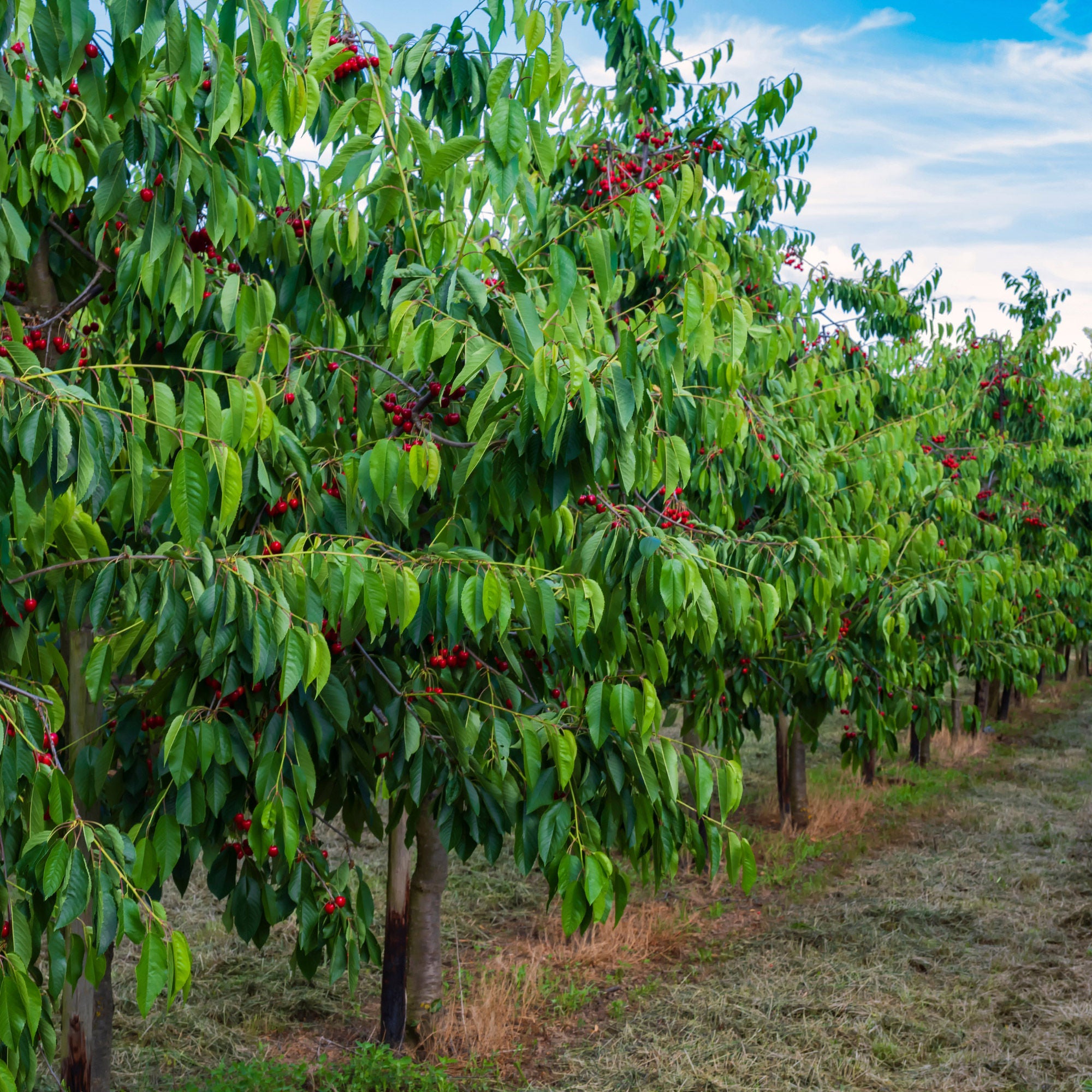 Alder & Oak EZ- Pick Cherry Tree