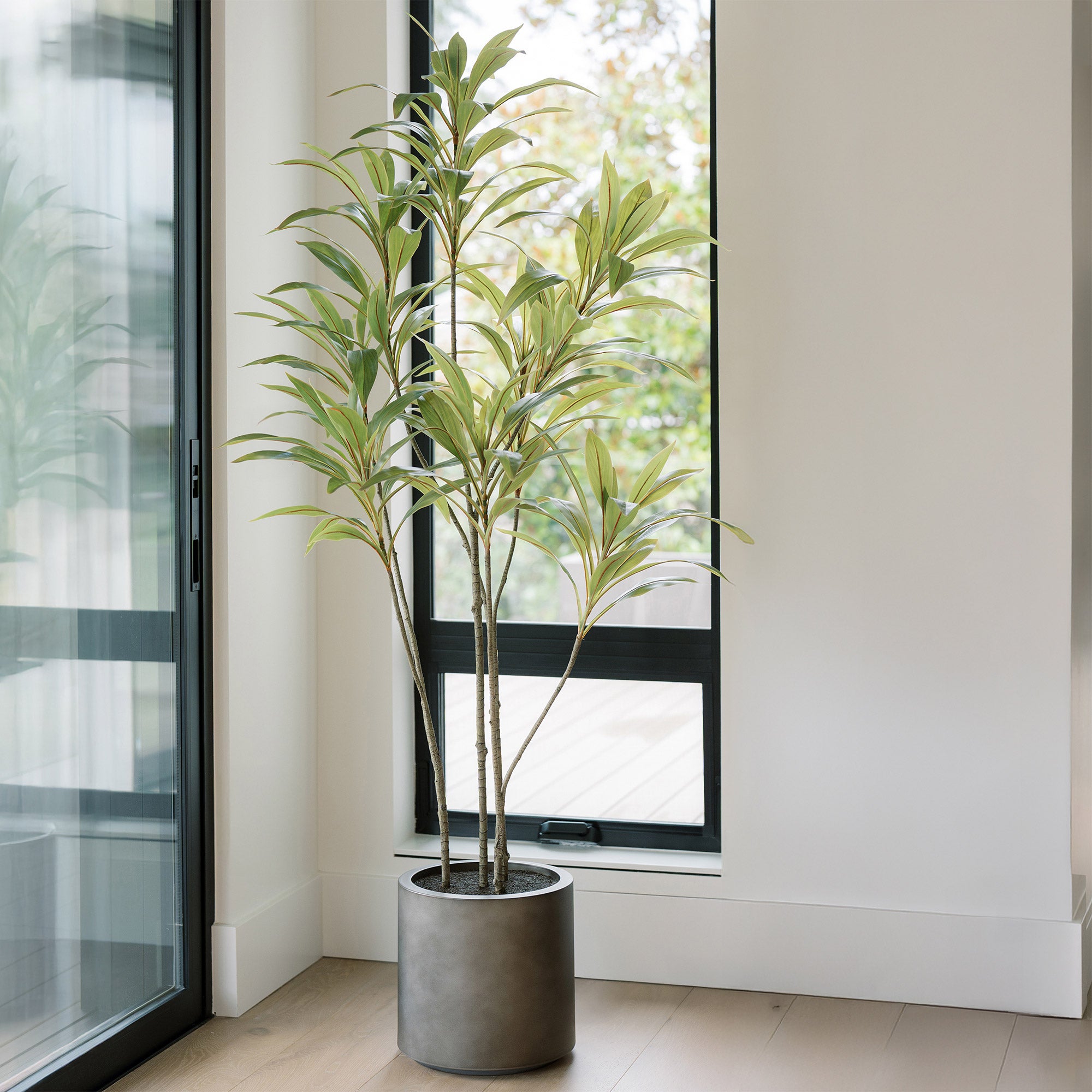 Faux 6.5' Dracaena Tree