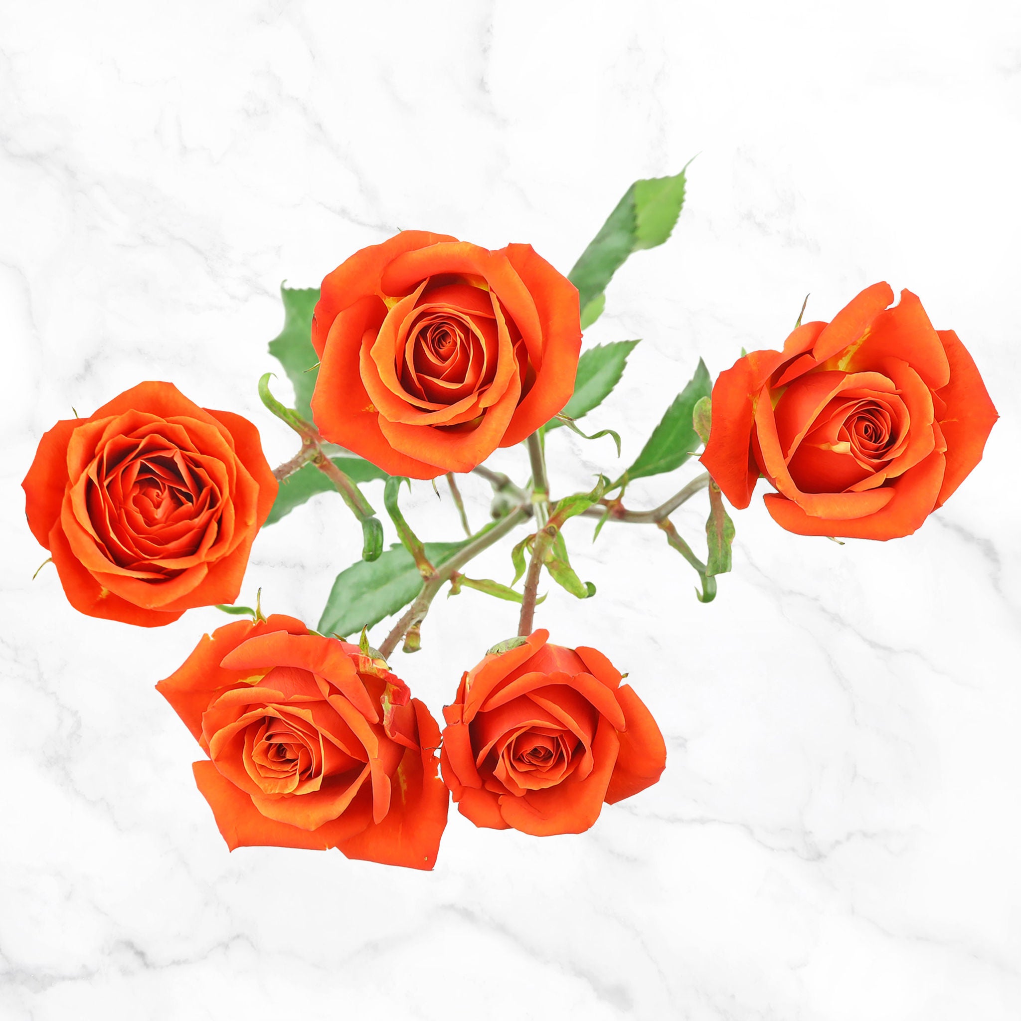 50-stem Spray Roses
