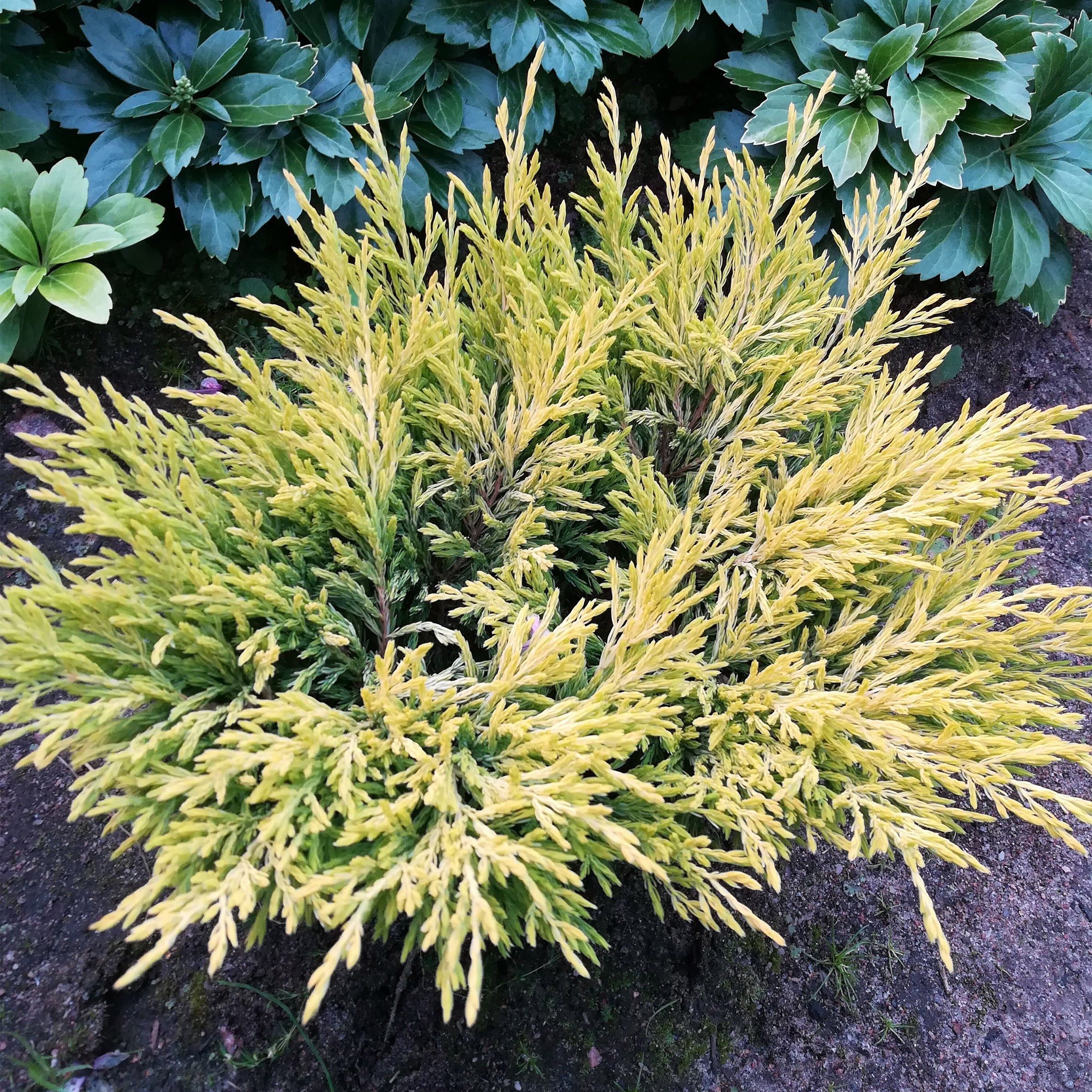 King’s Gold False Cypress, 3-pack