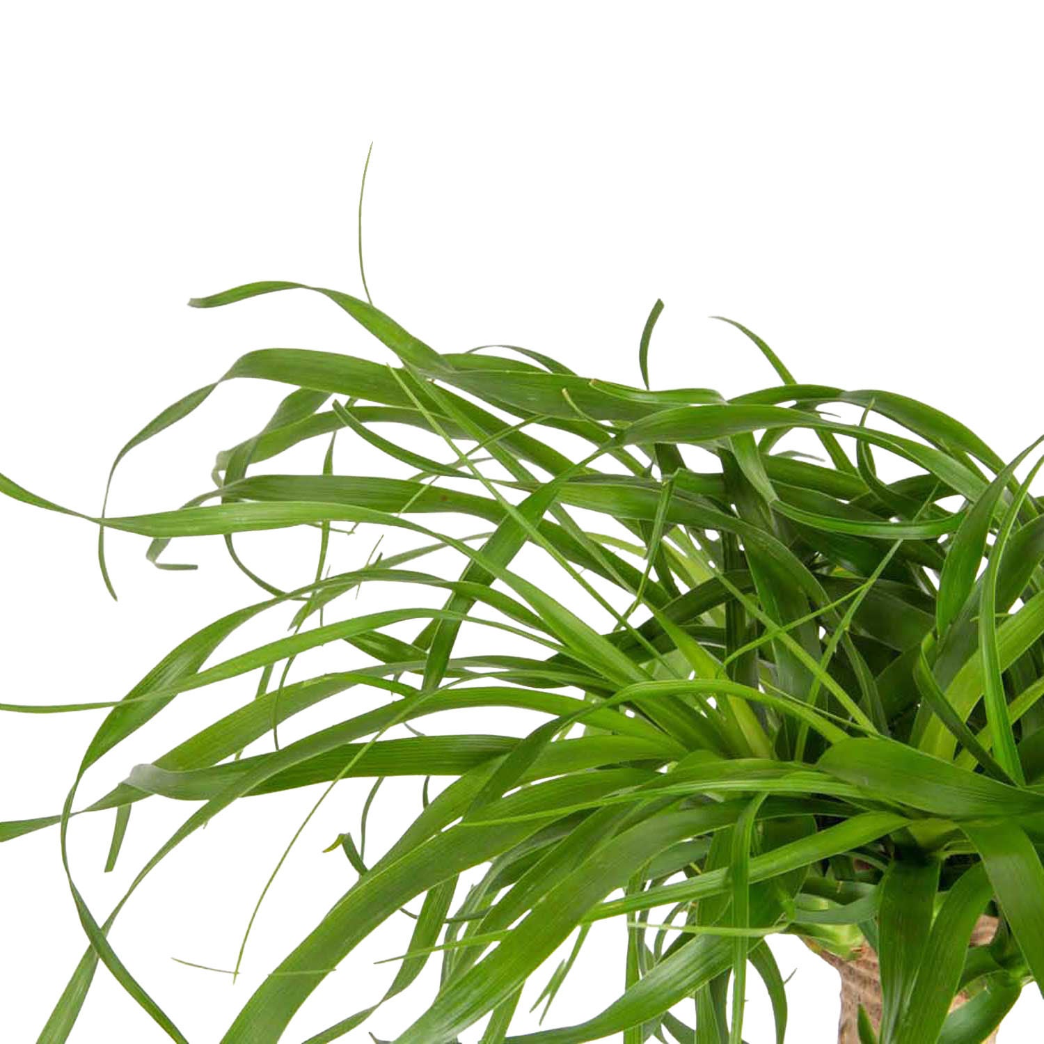 Costa Farms Monstera and Ponytail Palm Houseplant in Nursery Pot, 2-pack