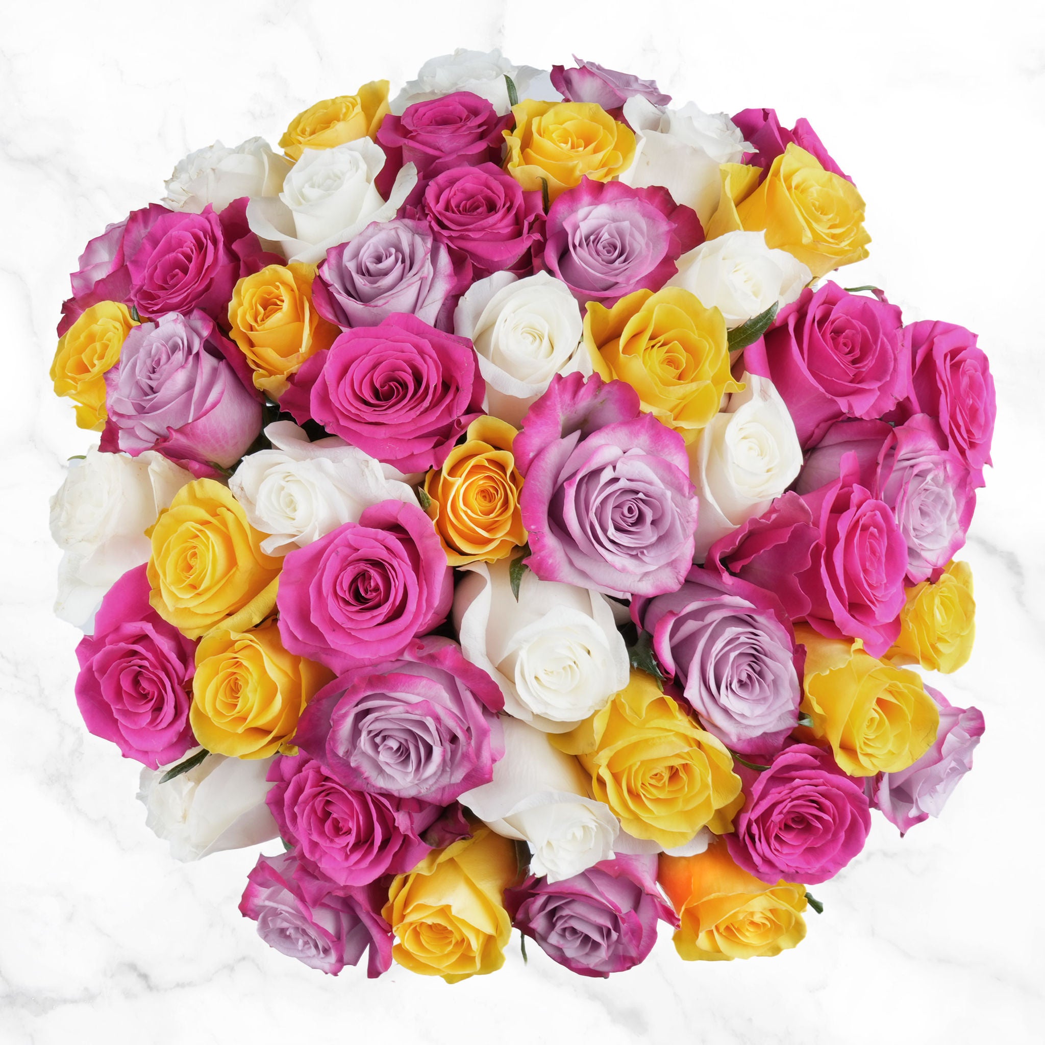 Easter Spring Quad Roses Fresh Cut Floral, 50-stems