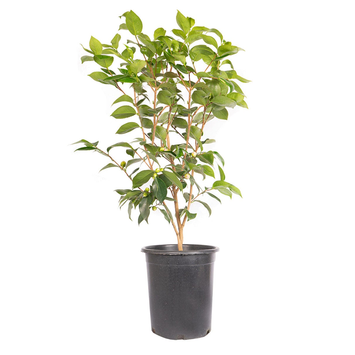 Alder & Oak Camellia