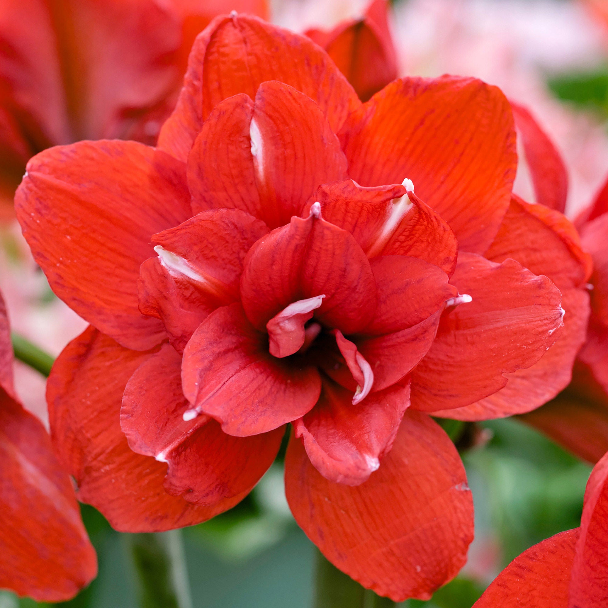 Longfield Gardens Double Flowering Amaryllis, 4-bulbs