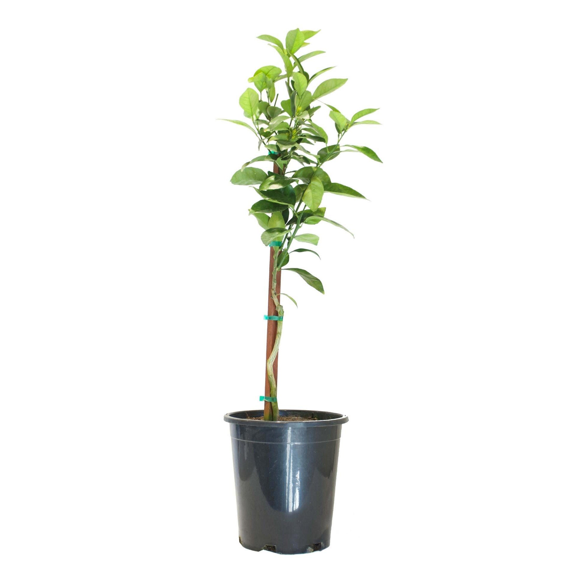 Alder & Oak Cara Cara Orange Semi-dwarf Tree