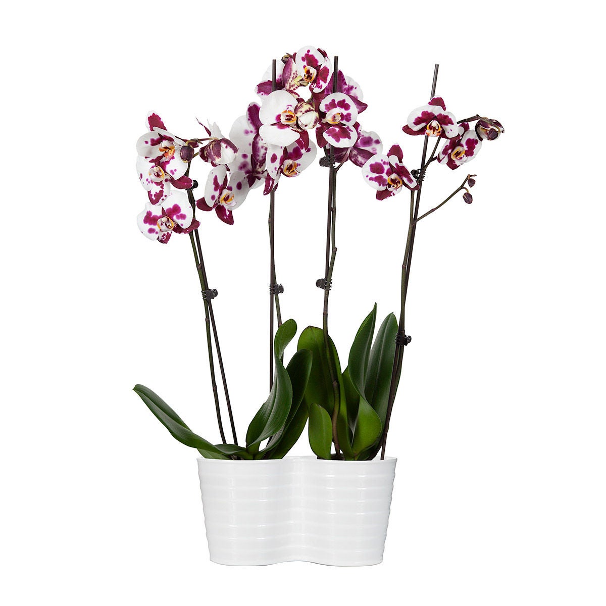10" Phalaenopsis Orchid Duo