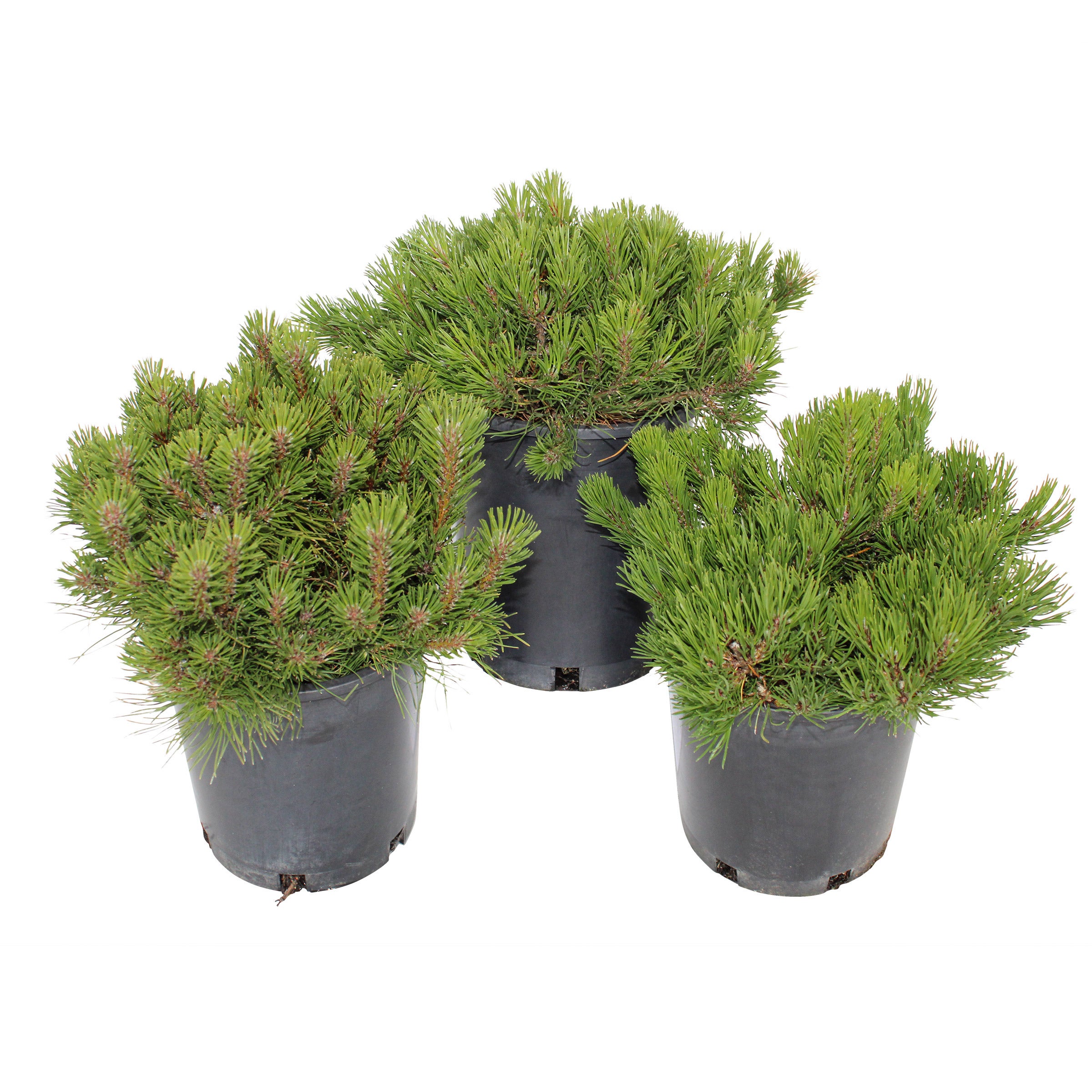 Pumilio Dwarf Mugo Pine, 3-pack