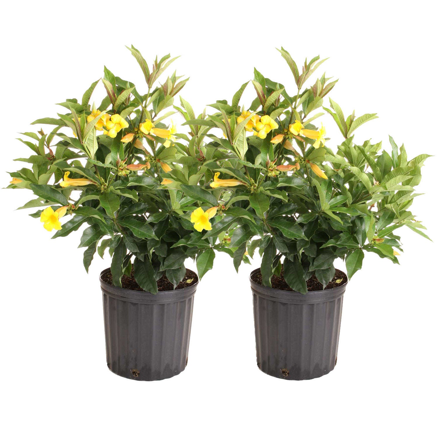 Costa Farms Allamanda Flowering Plant in Nursery Pot, 2-pack