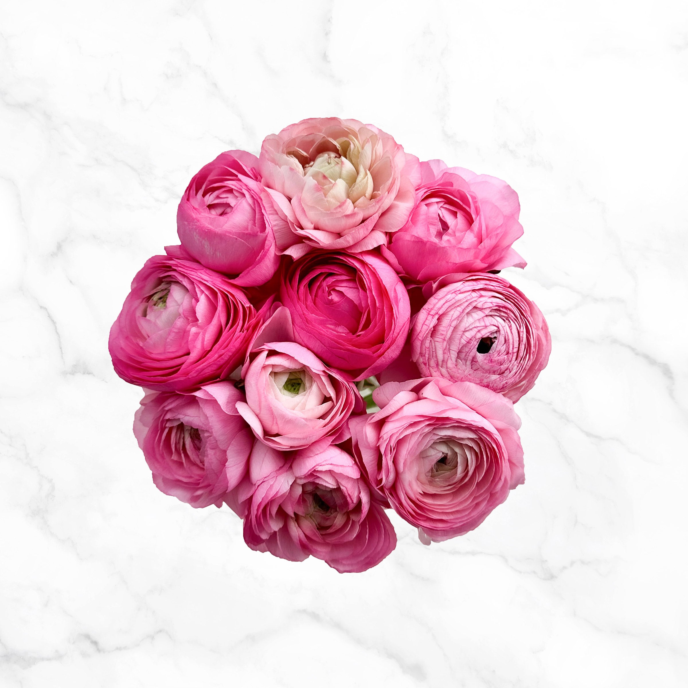 120-stem Ranunculus