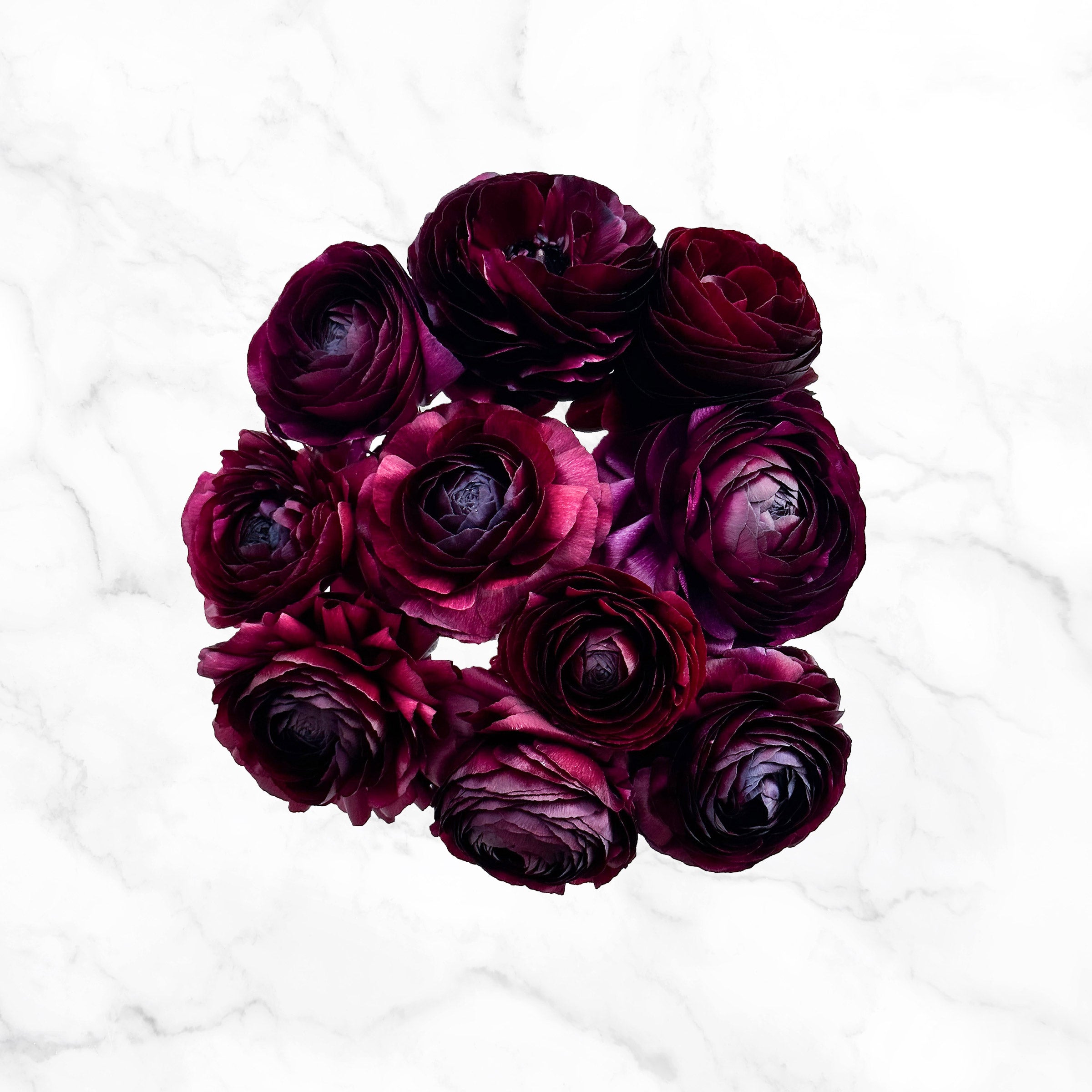 120-stem Ranunculus