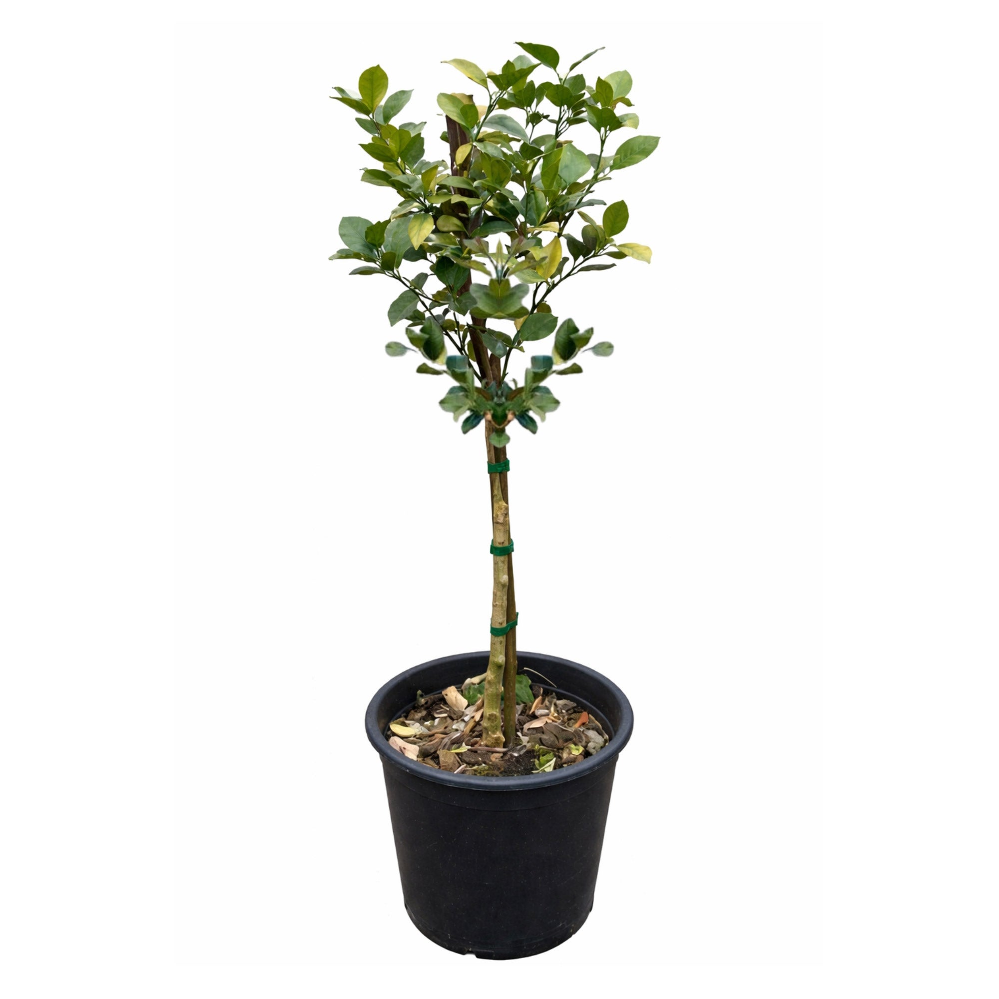 New Zealand Lemonade Tree Semi-dwarf
