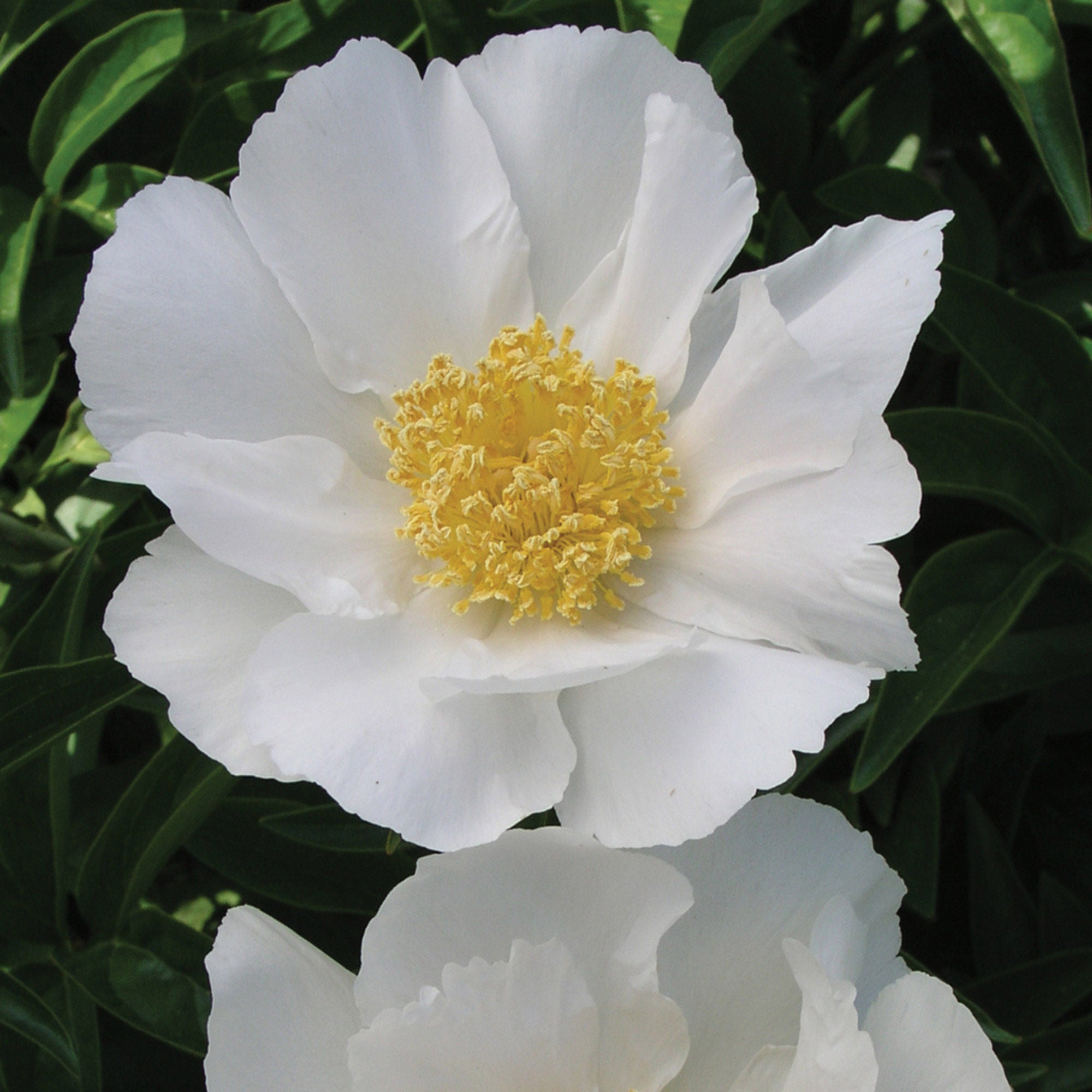 Alder & Oak Peony