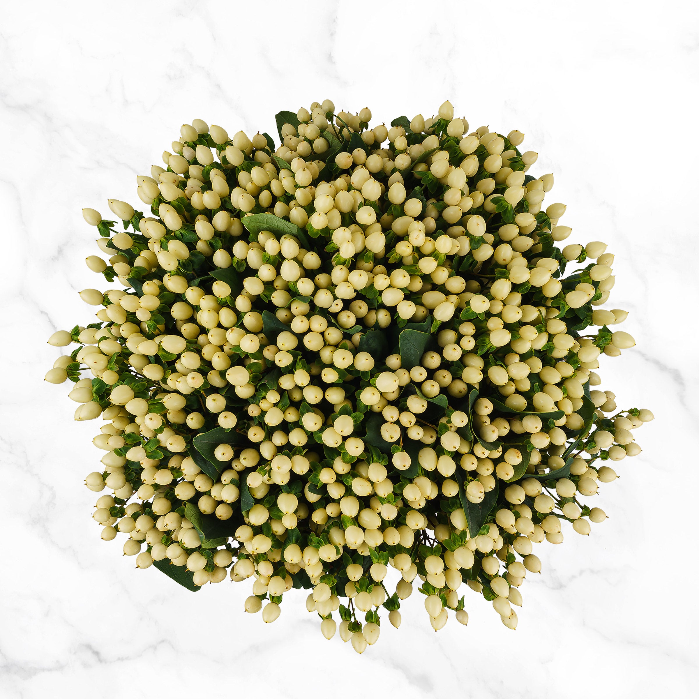 100-stems Hypericum